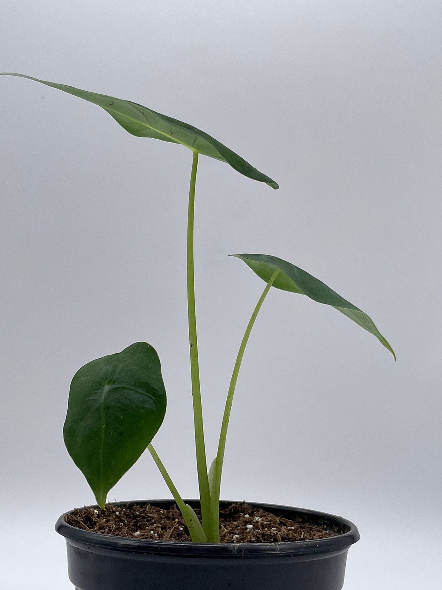 Green Velvet, Alocasia Frydek, Micholitziana, 4 inch, Live Rooted Potted Rare Succulent House Plant