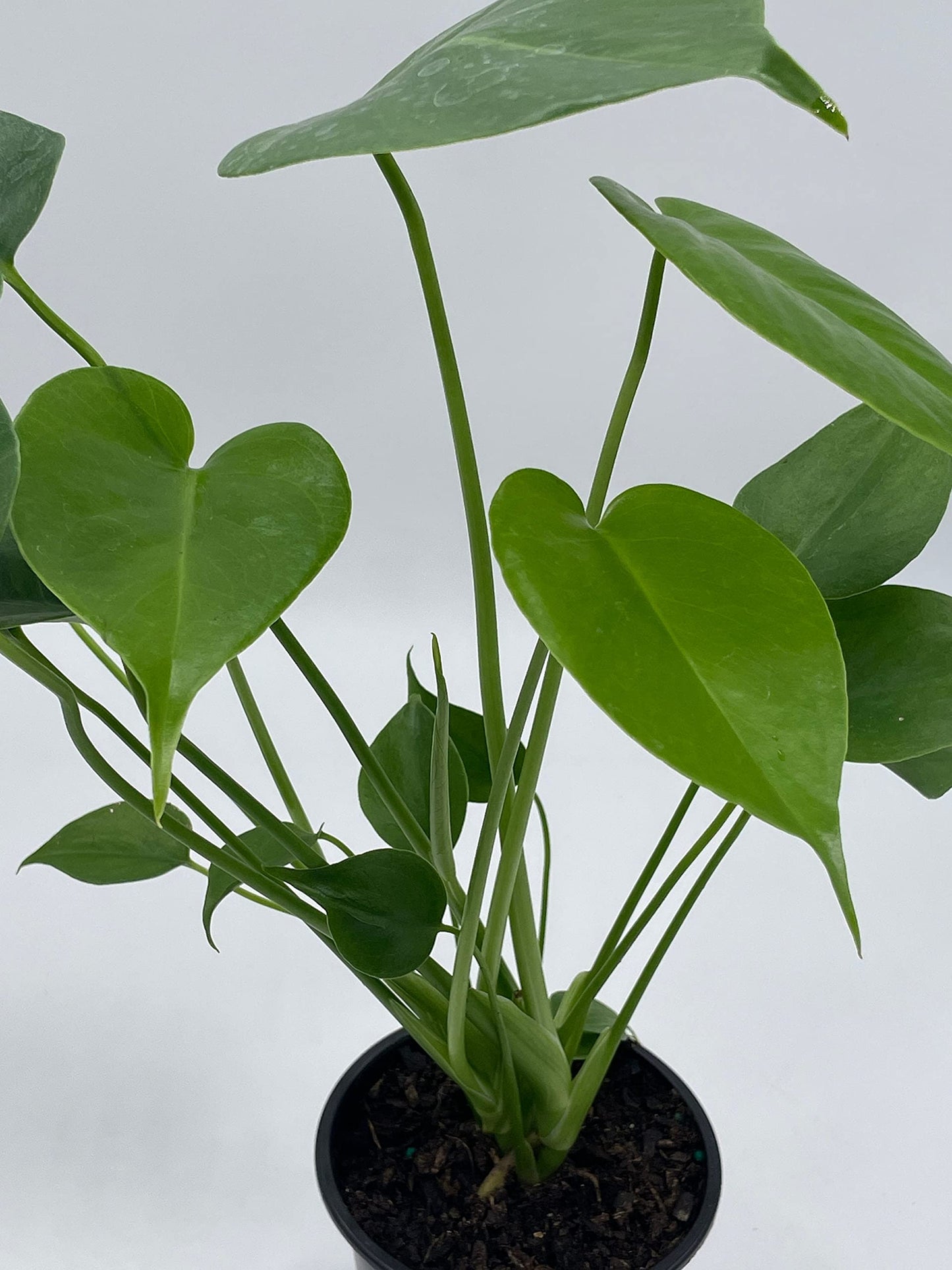 BubbleBlooms Monstera Deliciosa Split Leaf philodendron in a 4 inch Pot