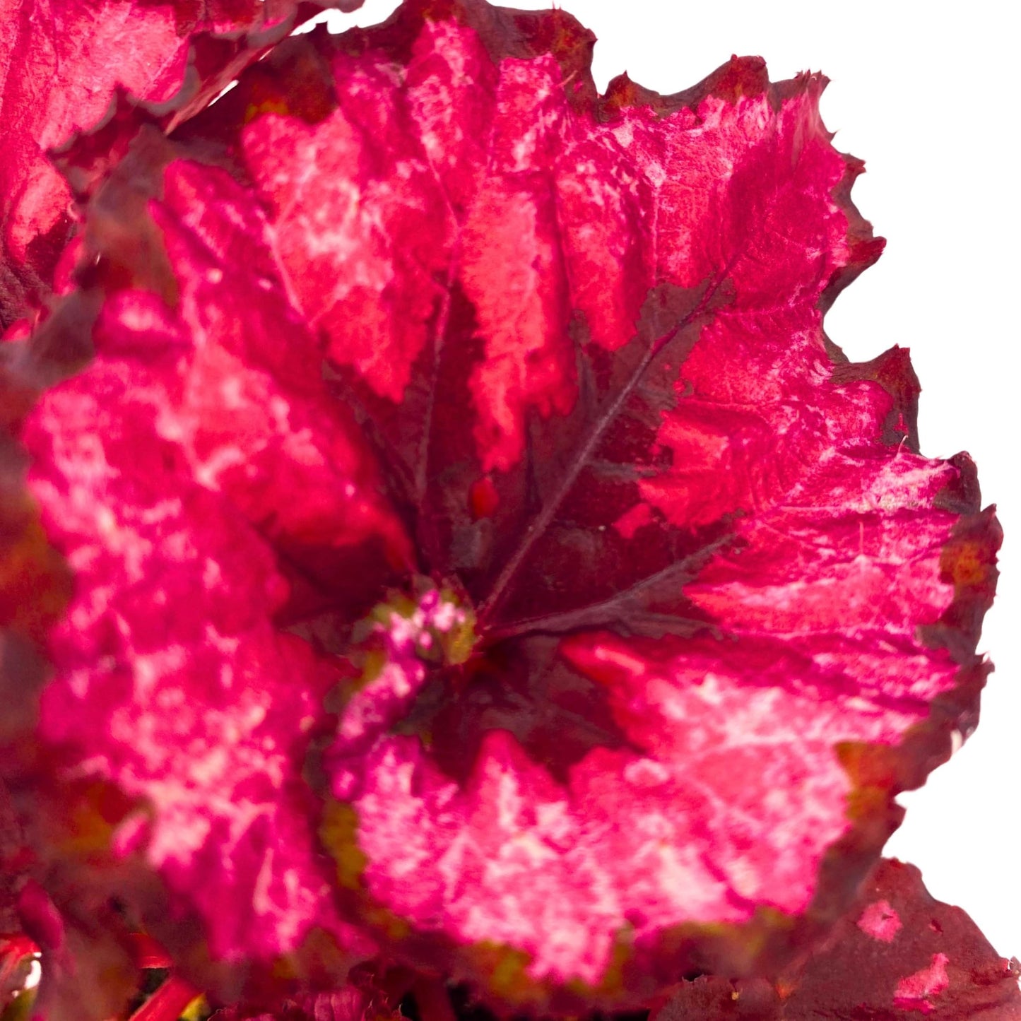 Harmony Foliage Begonia Rex Harmony's Cherry Blossom 6 inch