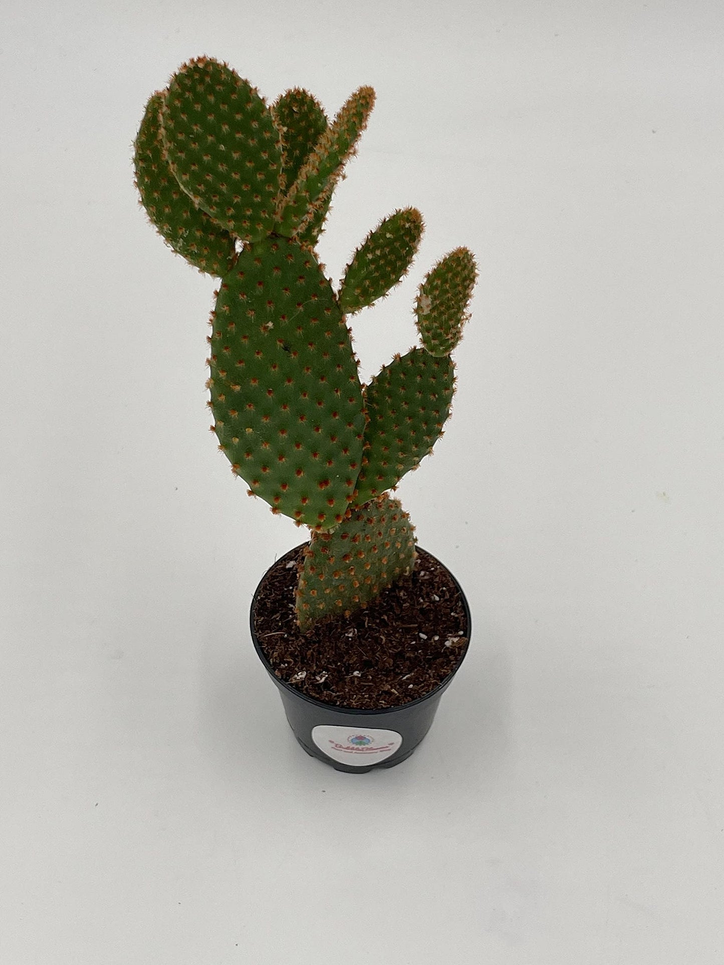 Bunny-Ears Prickly-pear Copper Red, Opuntia microdasys, Large Bunny Ears Prickly Pear with Copper Fuzz and Red Areoles in 2 inch Pot,