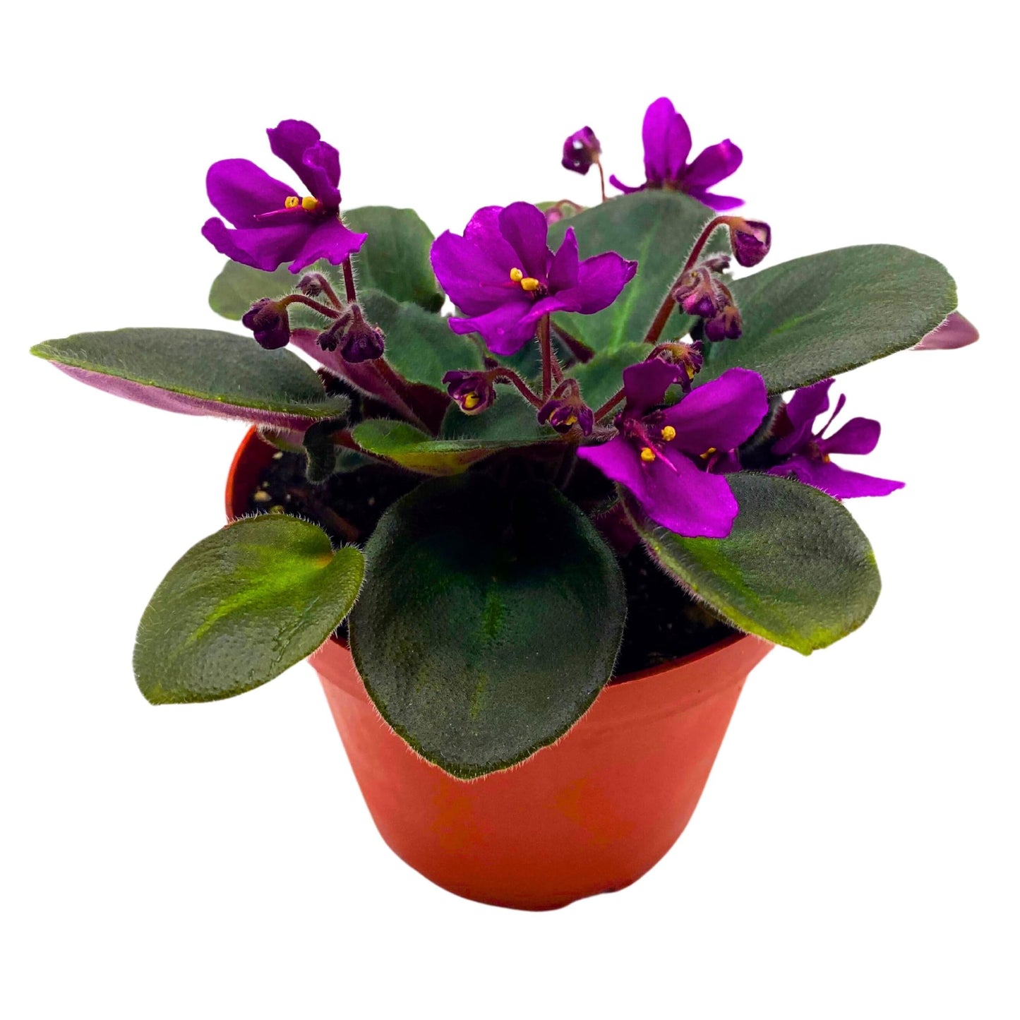 Harmony Foliage Hunter's Venom African Violet Saintpaulia 4 inch