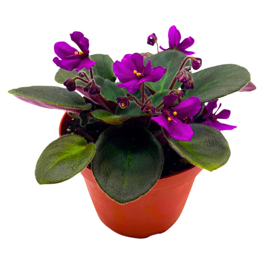 Harmony Foliage Hunter's Venom African Violet Saintpaulia 4 inch