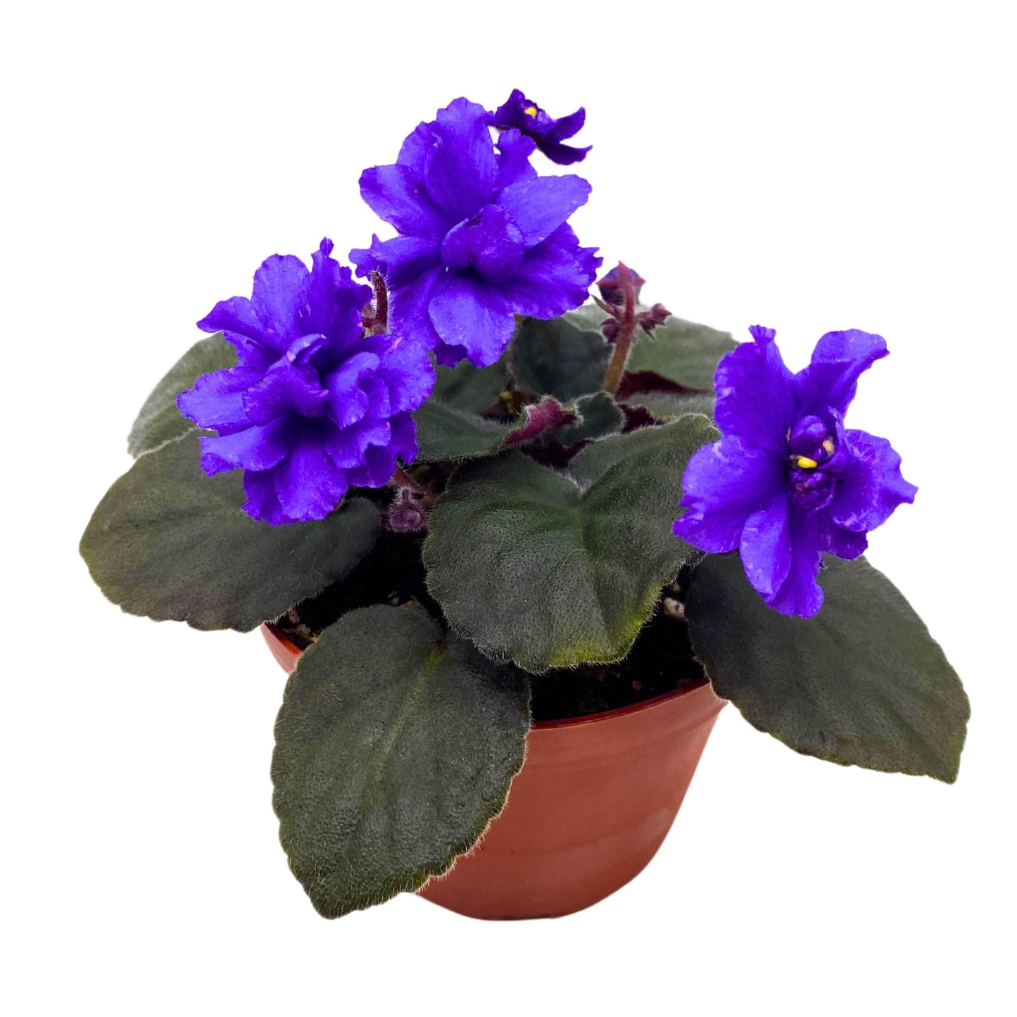 Harmony Foliage Hunter's Lightning Strike African Violet Saintpaulia 4 inch