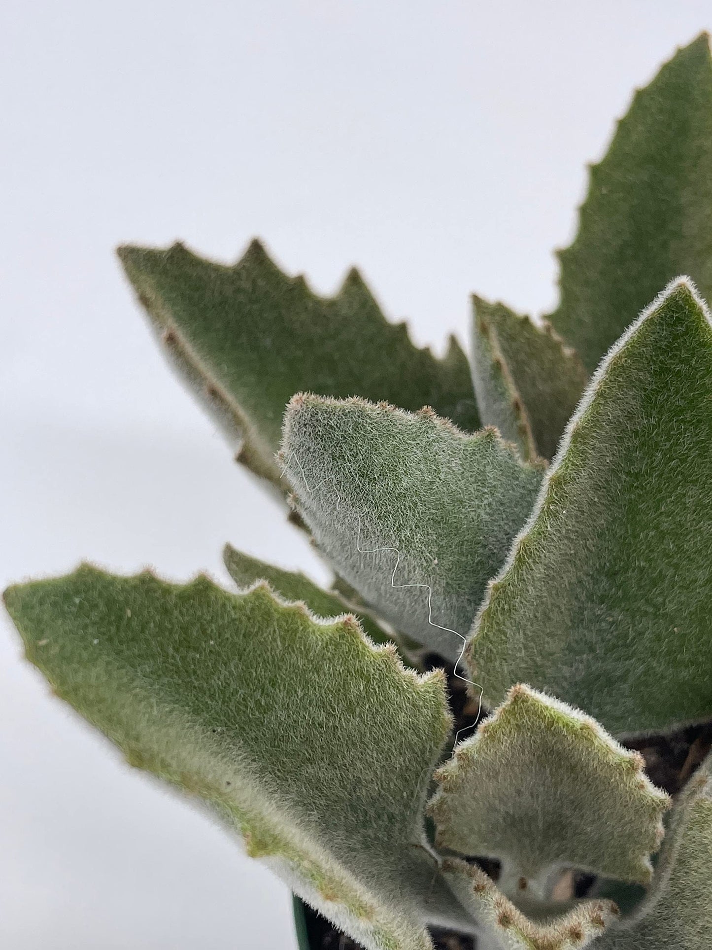 Kalanchoe Beharensis, 4 inch, Donkey Ears, Drake Donkey's Ear Succulent