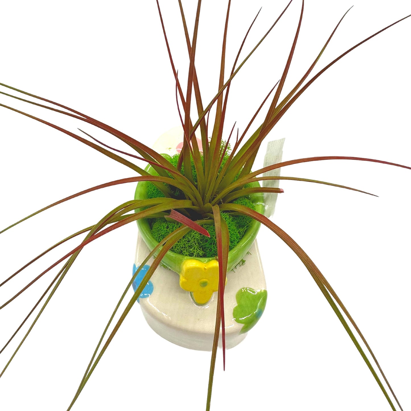 Tillandsia Planted in a Ceramic Sandal Shaped Planter, Flip Flop Pot