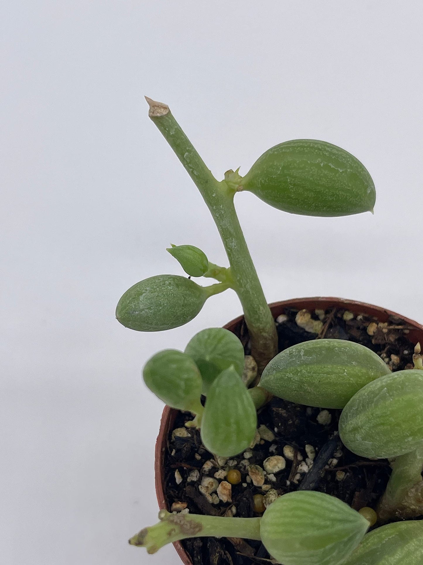 String of Watermelon, 2 inch, Senecio Curio Herreanus