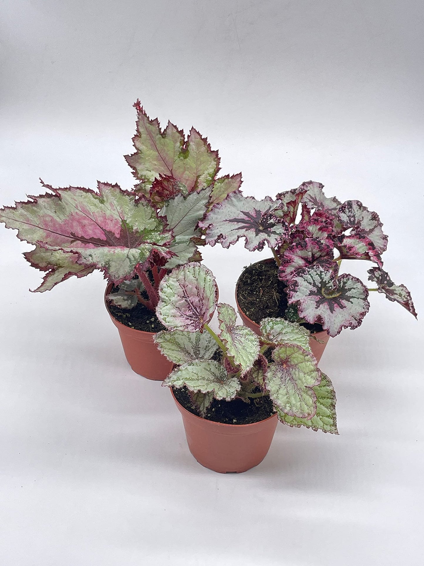 BubbleBlooms Harmony's Begonia Rex Assortment, Cold Pastel Winter, 4 inch, Set of 3, Painted-Leaf Begonia, Unique Homegrown Exclusive, Variegated