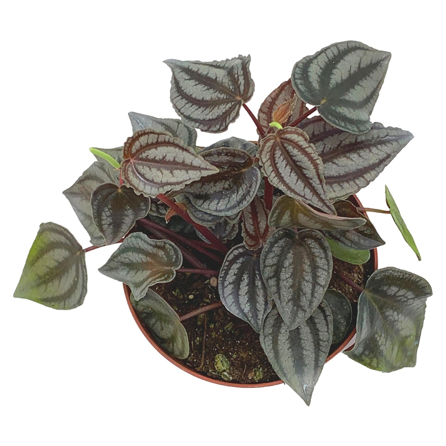 BubbleBlooms Harmony's Peperomia Turboensis in a 4 inch Pot Rare Dark Pep,