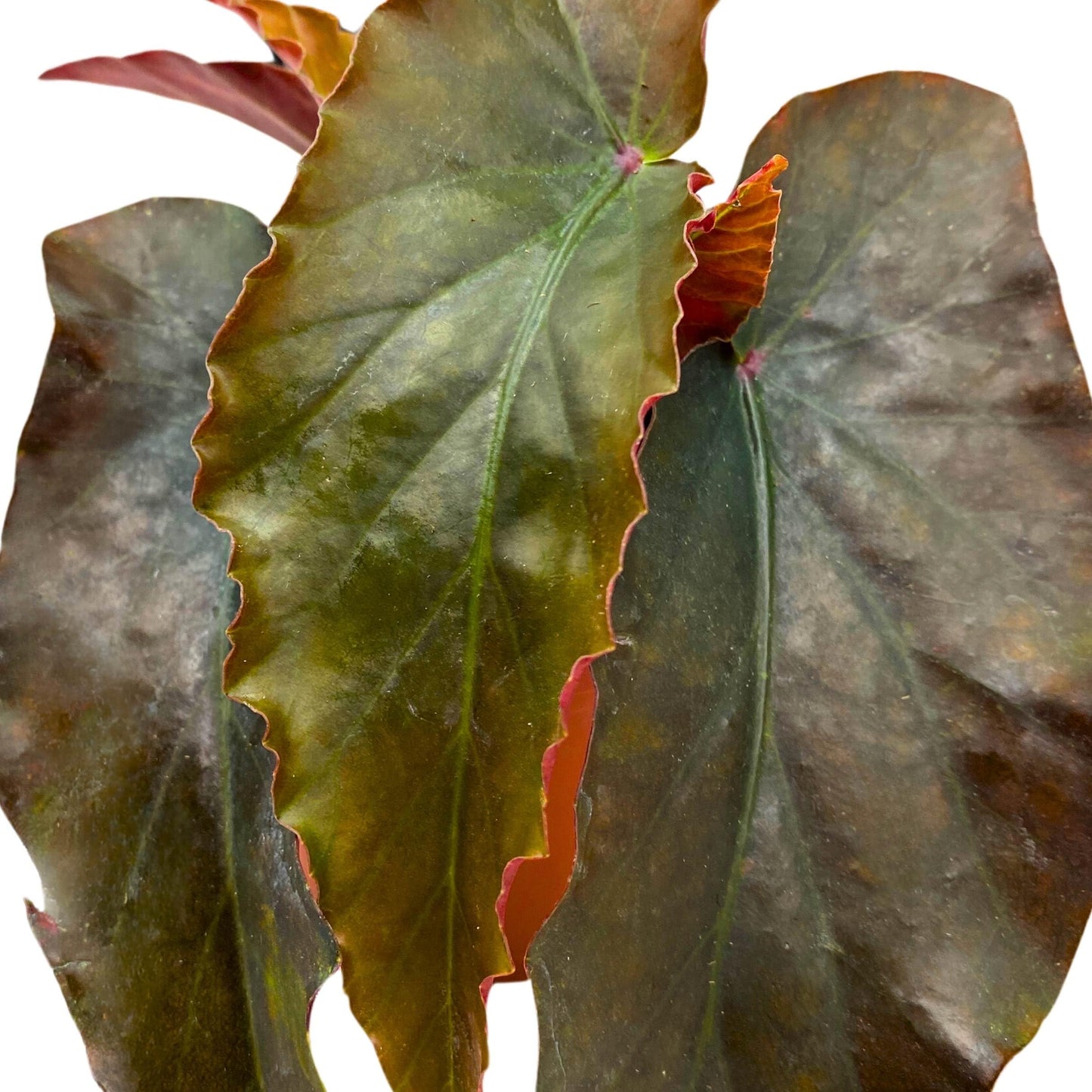 Harmony Foliage Harmony's Fangtastic Angel Wing Cane Begonia 4 inch