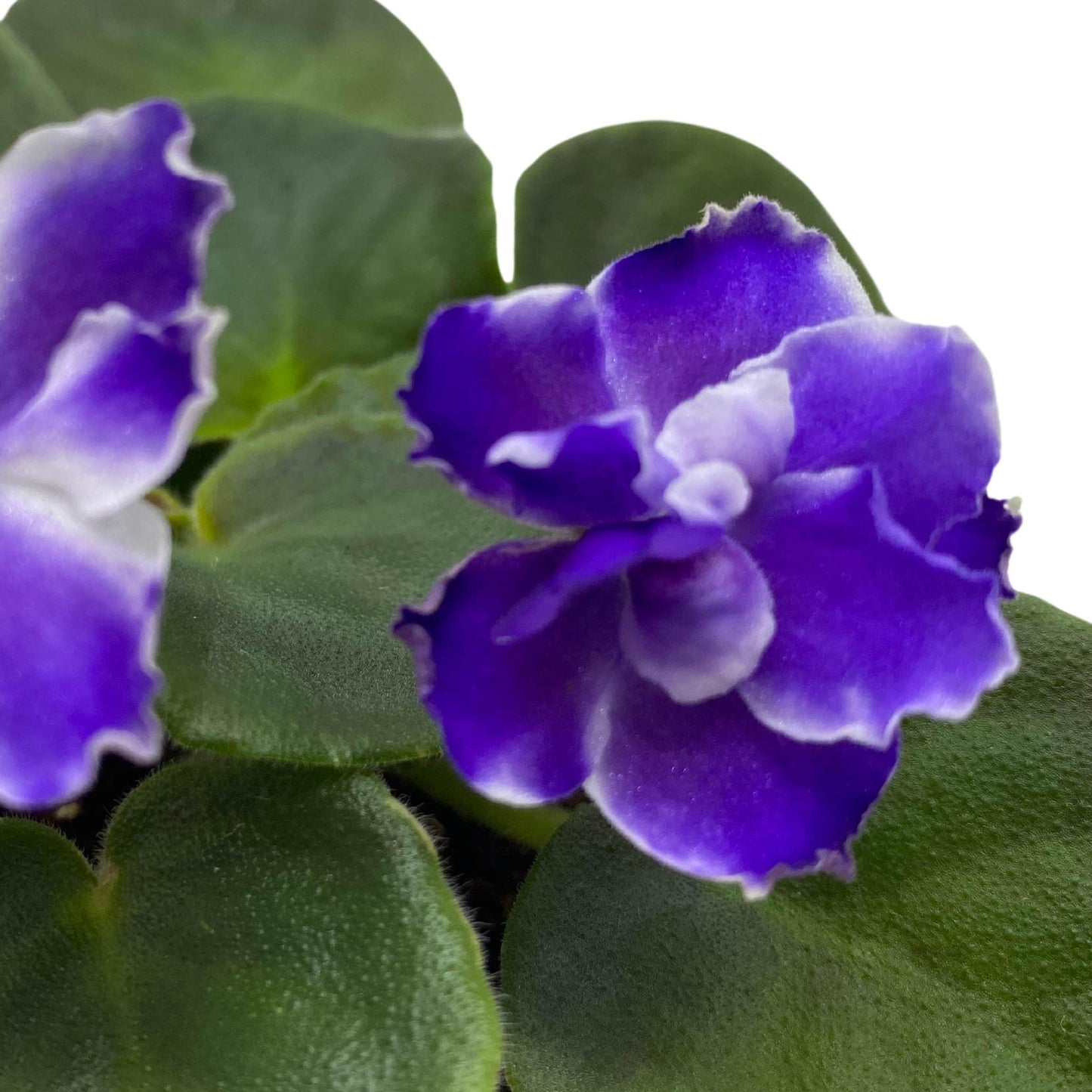 Harmony Foliage VaT Winter Landscape African Violet Saintpaulia 4 inch