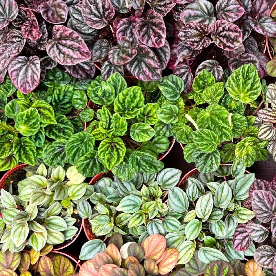 Harmony Foliage Ripple Peperomia Assortment in 4 inch pots 30-Pack Bulk Wholesale