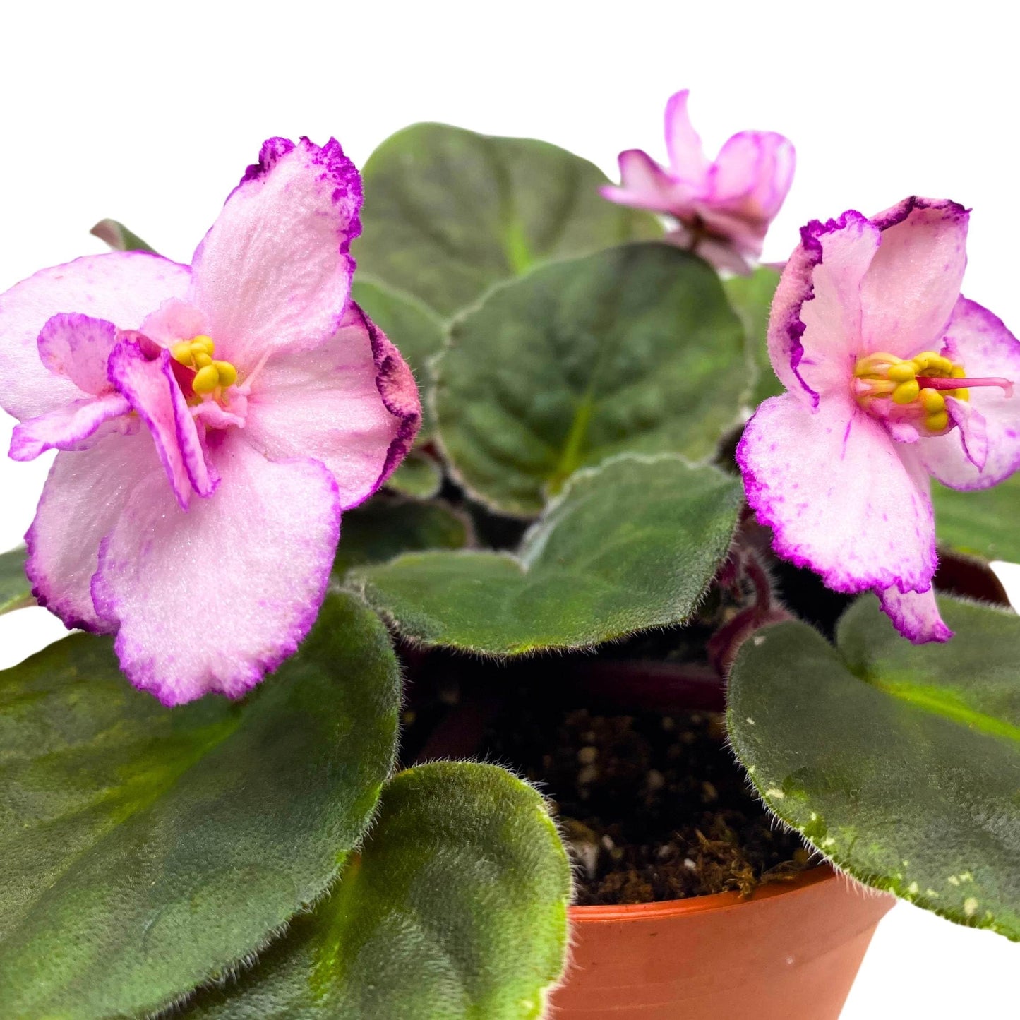 Harmony Foliage New Year's Eve African Violet Saintpaulia 4 inch