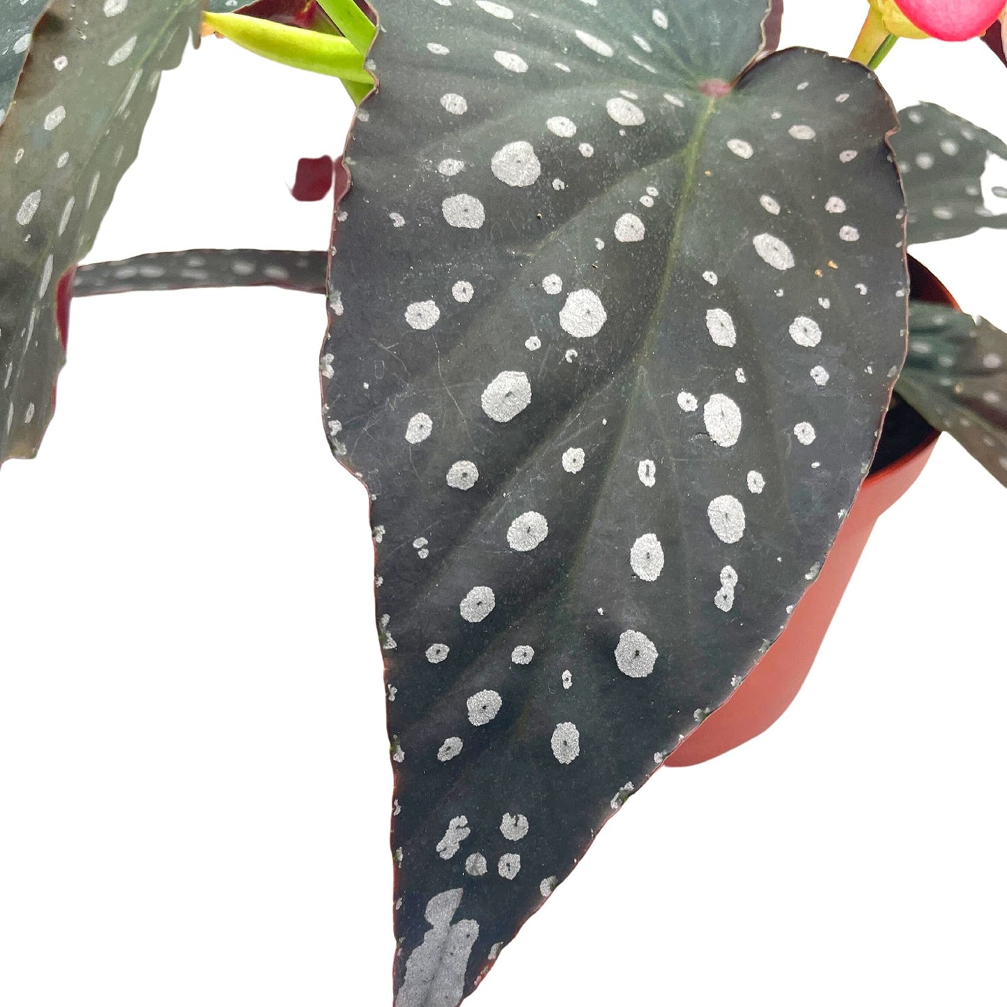 Harmony's Serenity, Exclusive Hybrid, Angel Wings Polka dot Begonia Rex, 6 inch, Very Rare Homegrown Unique Variegated Begonia