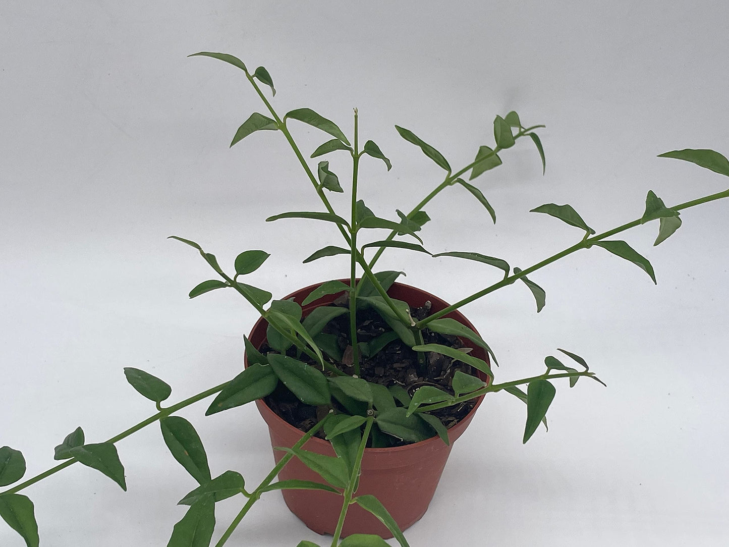 Hoya Bella, AFF. Lancifolia, in a 4 inch Pot