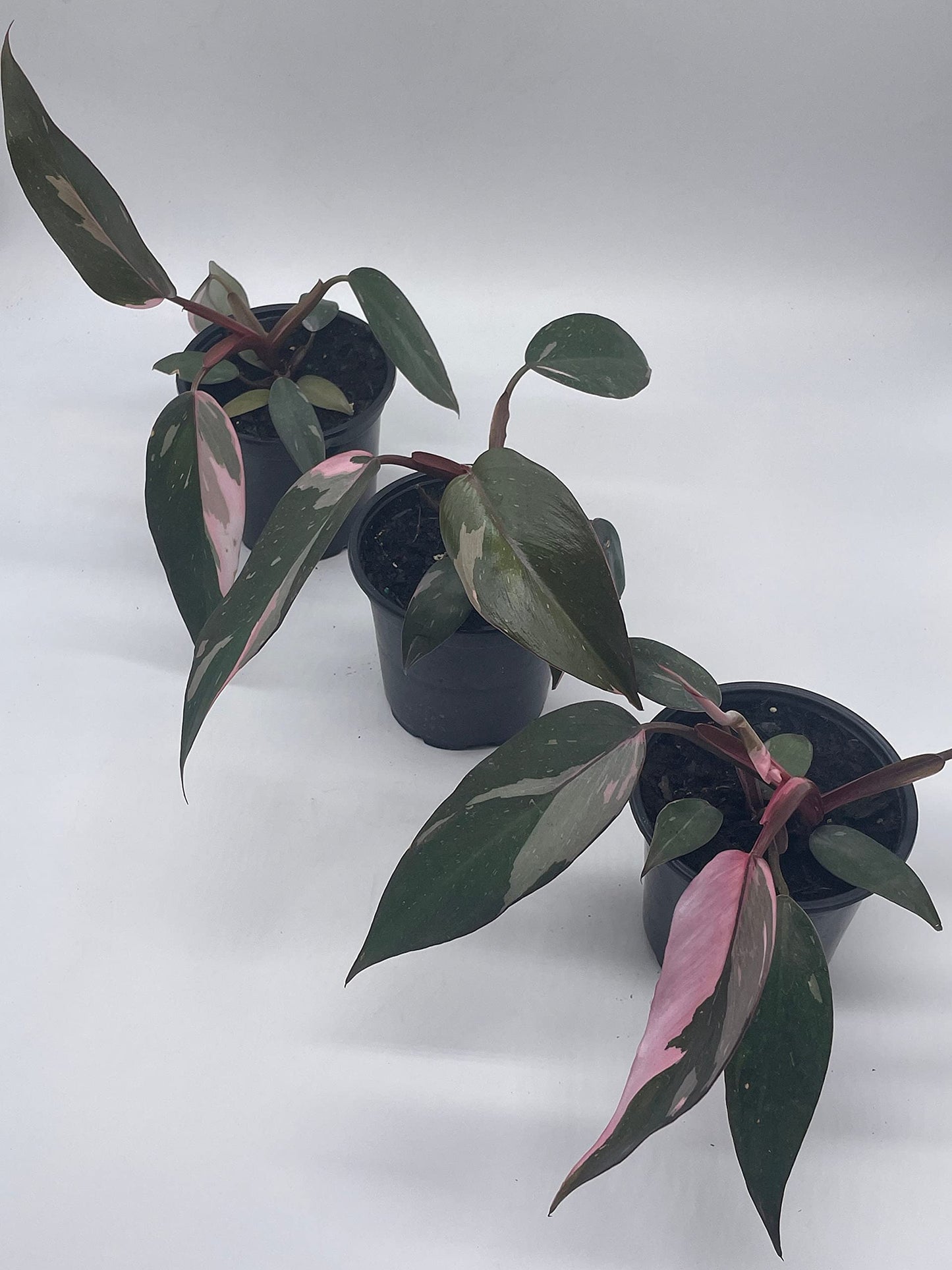 Philodendron Pink Princess, 4 inch Pot, Extremely Rare House Plant