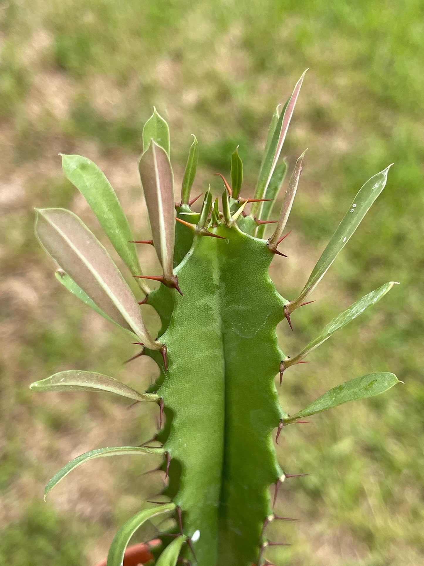 Green Milk Tree, Euphorbia Trigona, in a 2 inch Pot, Well Rooted, Perfect Starter Cactus, Low Maintenance