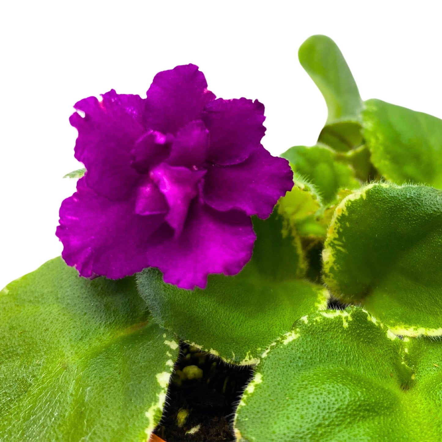 Harmony Foliage Ma's Soiree African Violet Saintpaulia 4 inch