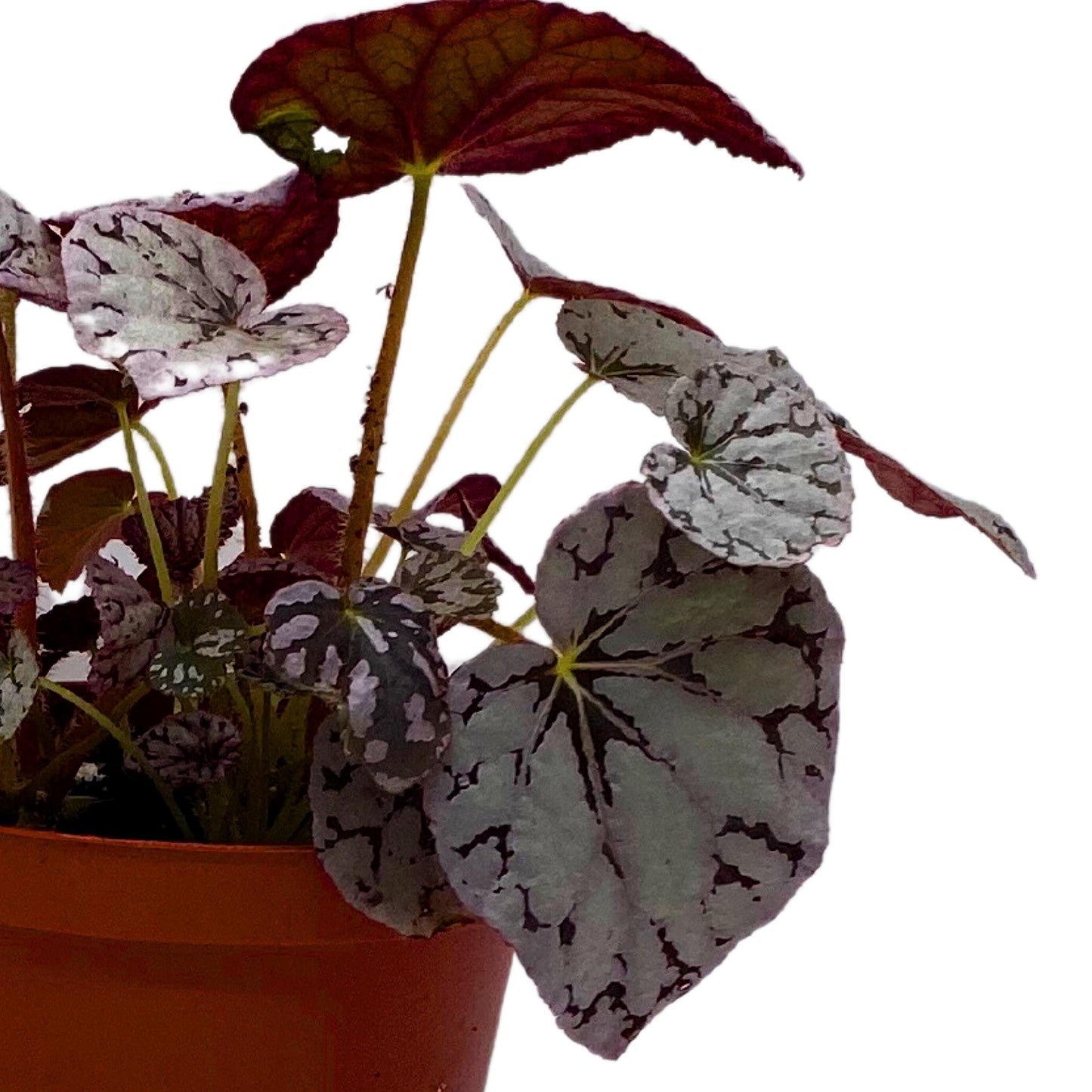 Harmony's BubbleBlooms Silver Dollar Begonia, King Begonia, Painted Begonia, Painted Leaf Begonia Rex in 6 inch Pot