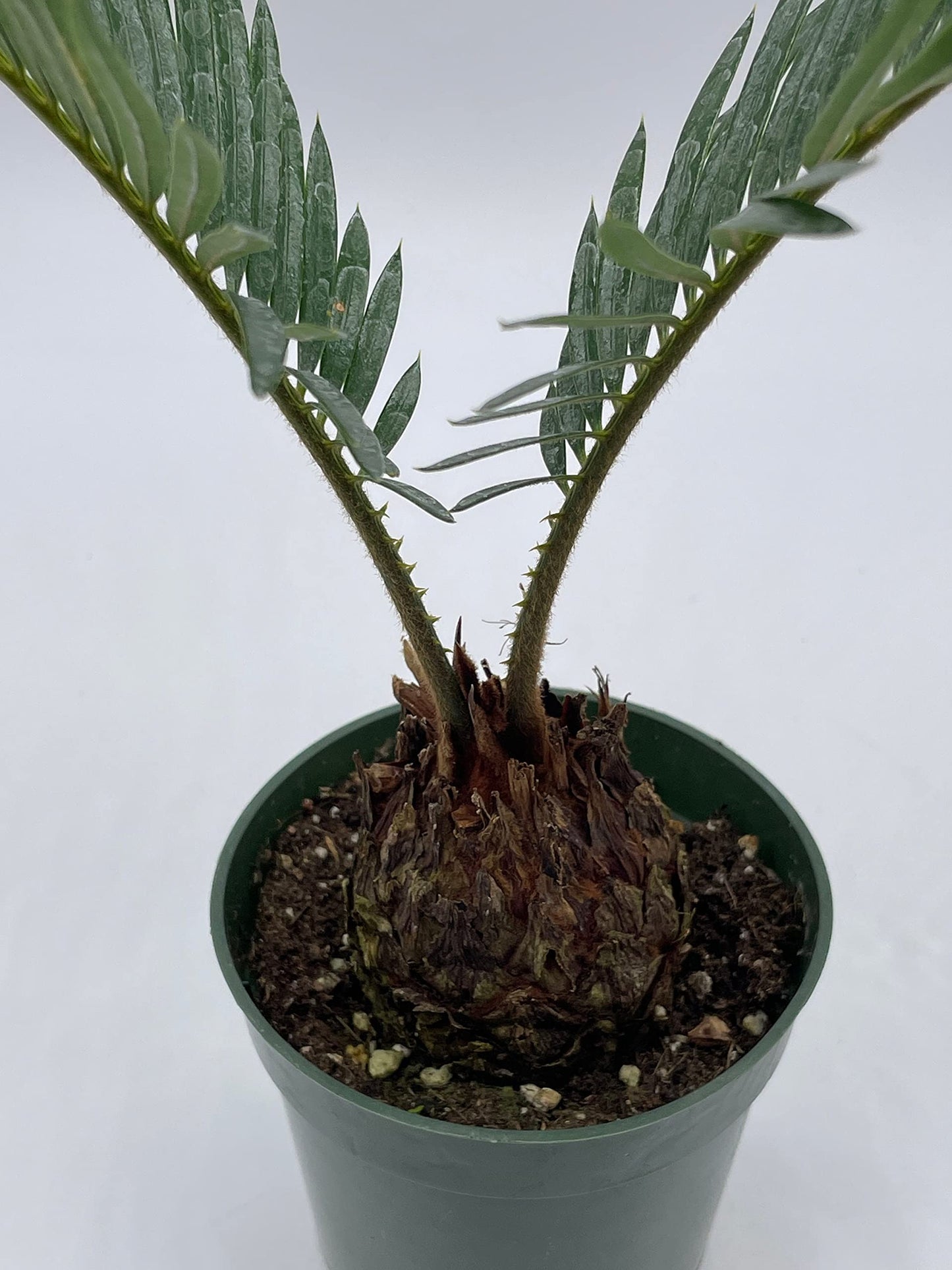 Queen Sago Palm, Cycas rumphii, in a 4 inch Pot (Cycas revoluta)