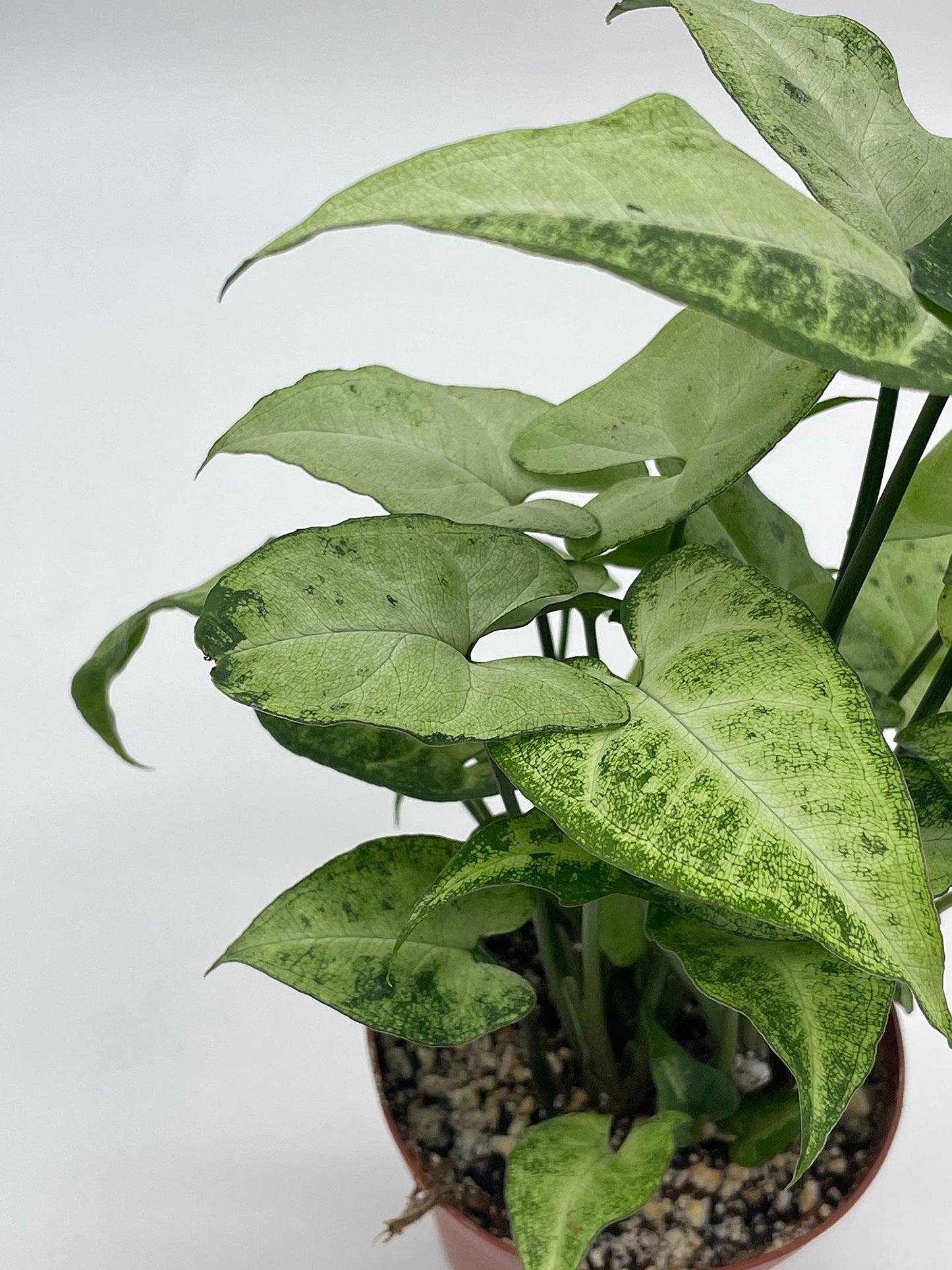 Syngonium Podophyllum Green and White, 4 inch, Arrowhead Vine, Very Filled House Plant