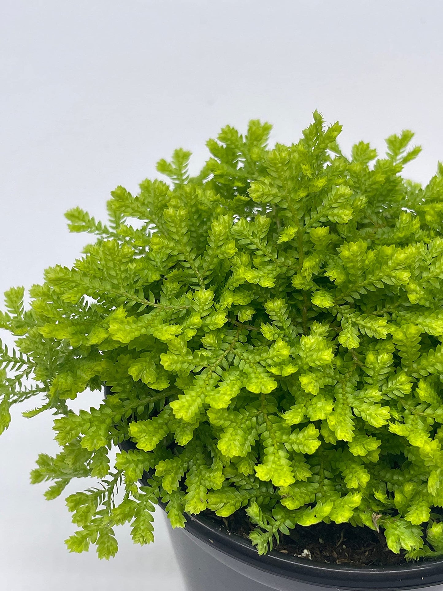 Garden Selaginella, 4 inch, Gold Club Moss, Golden kraussiana