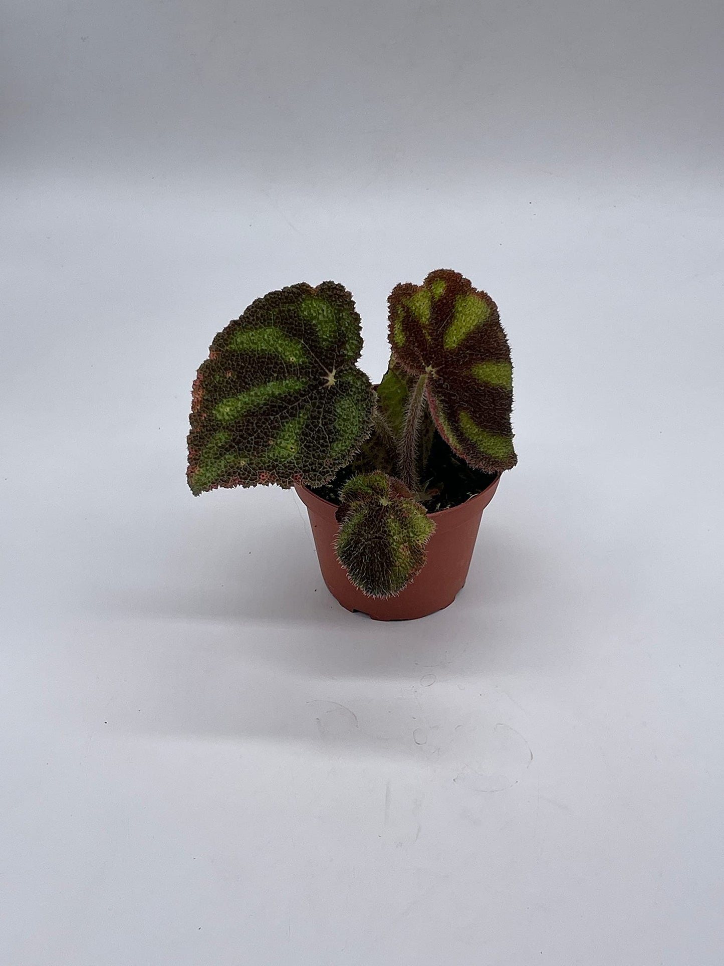 BubbleBlooms Harmony's Begonia Masoniana Variegata, 4 inch, Very Rare Homegrown Exclusive Unique Variegated Begonia