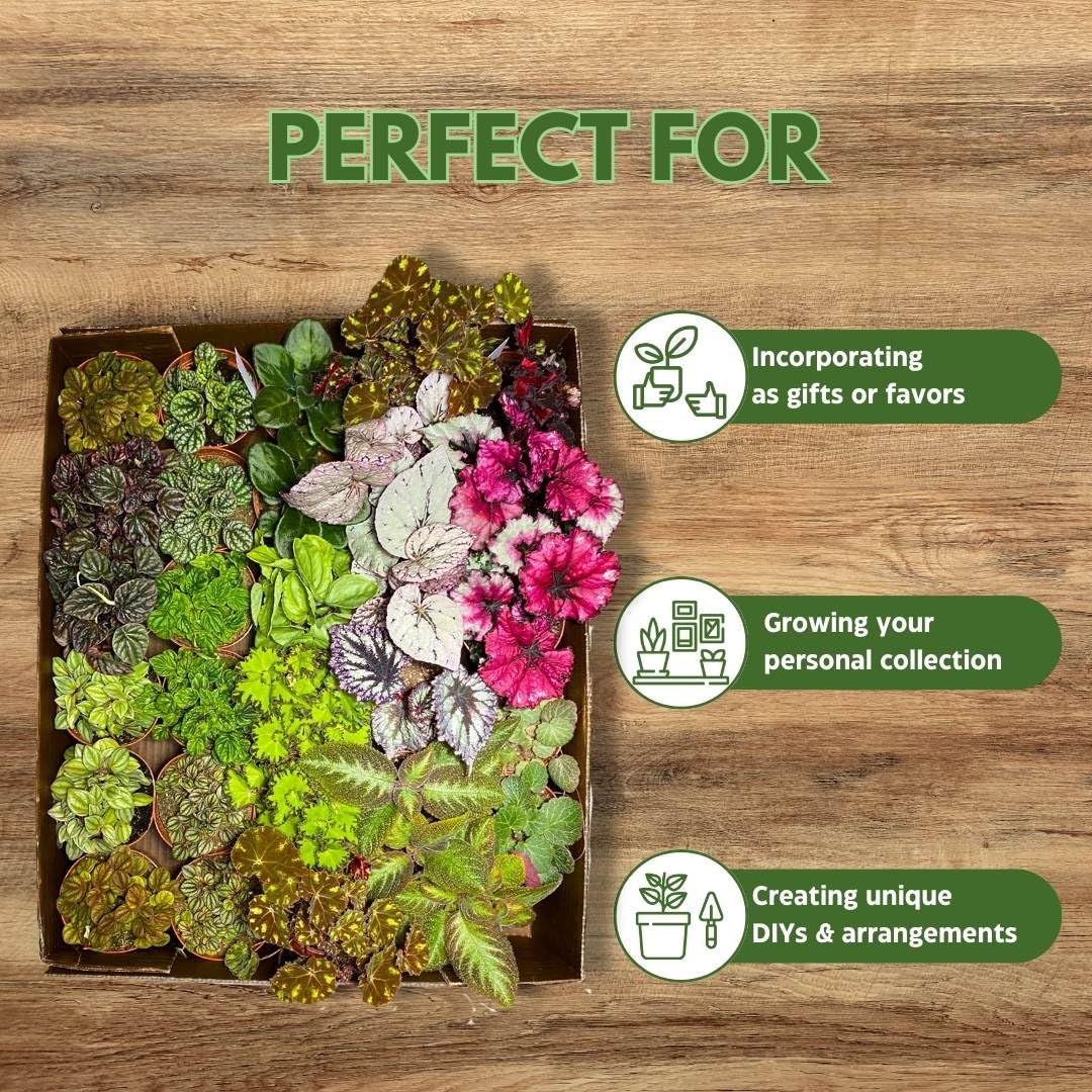 BubbleBlooms Harmony's Sample Box Half Case 15 4-inch Bulk Begonia, Episcia, African Violet, Angel Wing, Peperomia, Piper Variety Pack