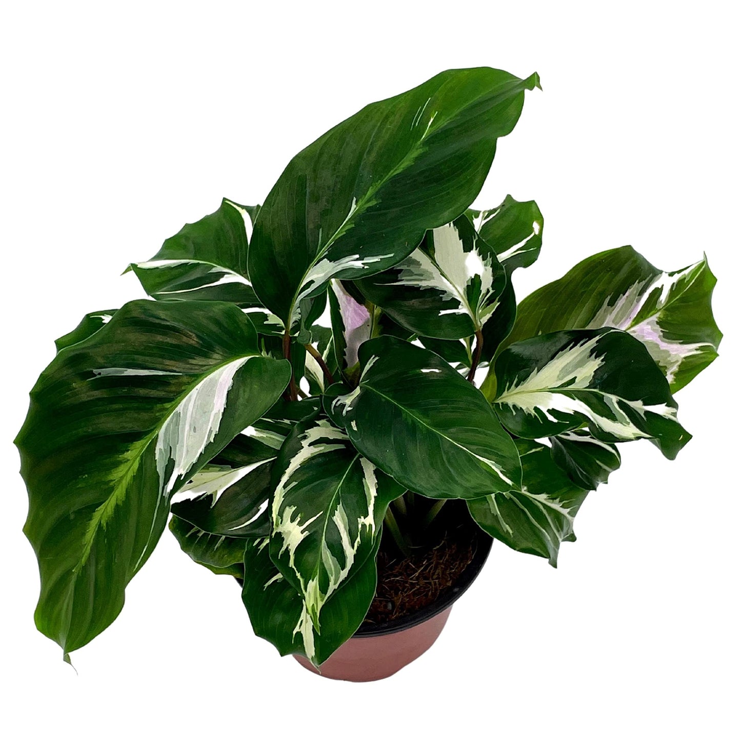 Calathea White Fusion, 4 inch, Rare Variegated Prayer Plant, Cathedral Plant, Green and White
