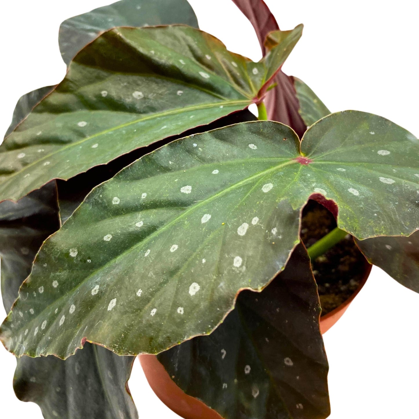 Harmony Foliage Harmony's Dark Avenger Angel Wing Cane Begonia 4 inch Grower's Choice