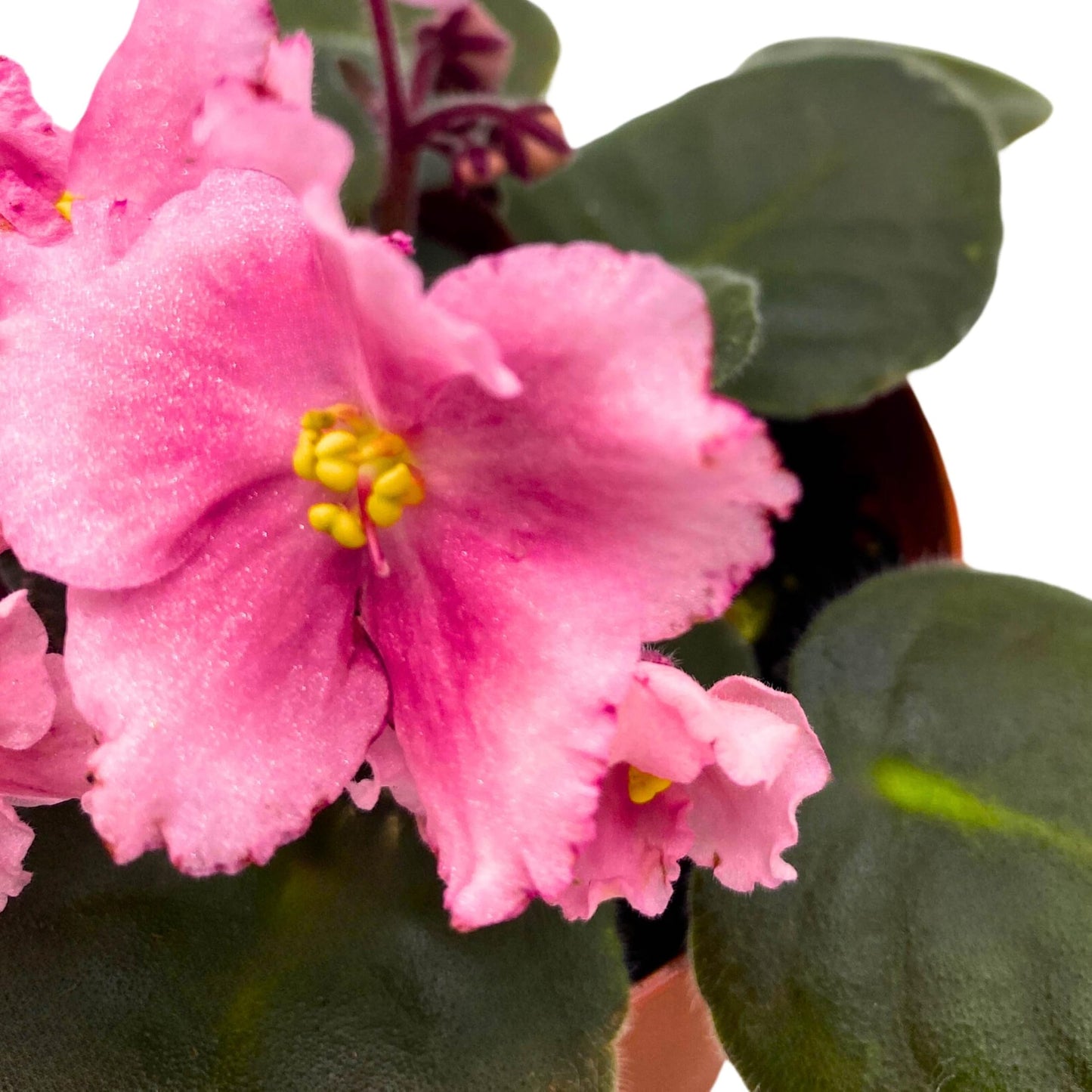 Harmony Foliage Kaylih Marie African Violet 4 inch