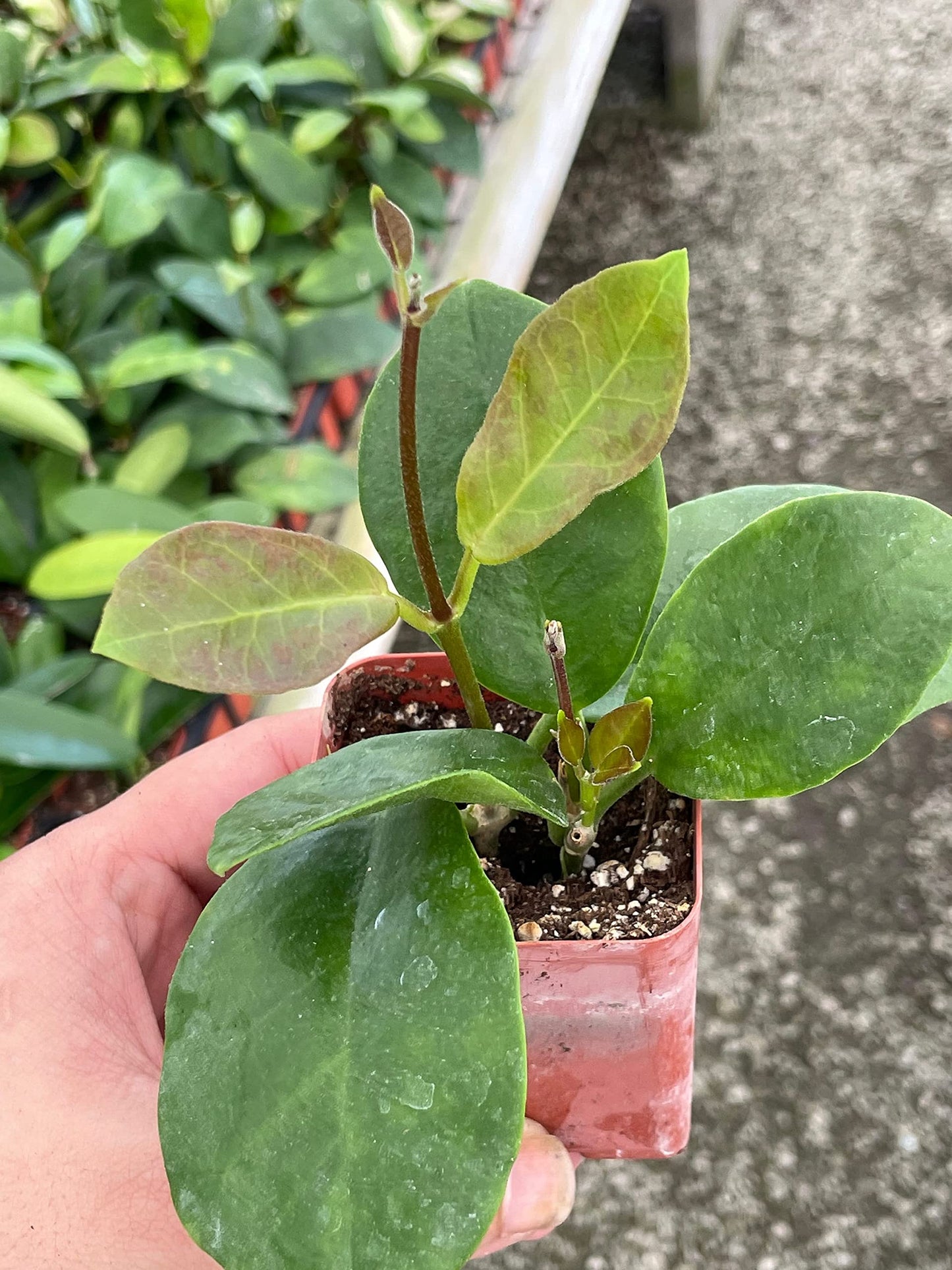 Hoya Australis, Samoan waxplant waxvine waxflower Wax Plant, Very Rare Limited Supply Exotic Live Succulent