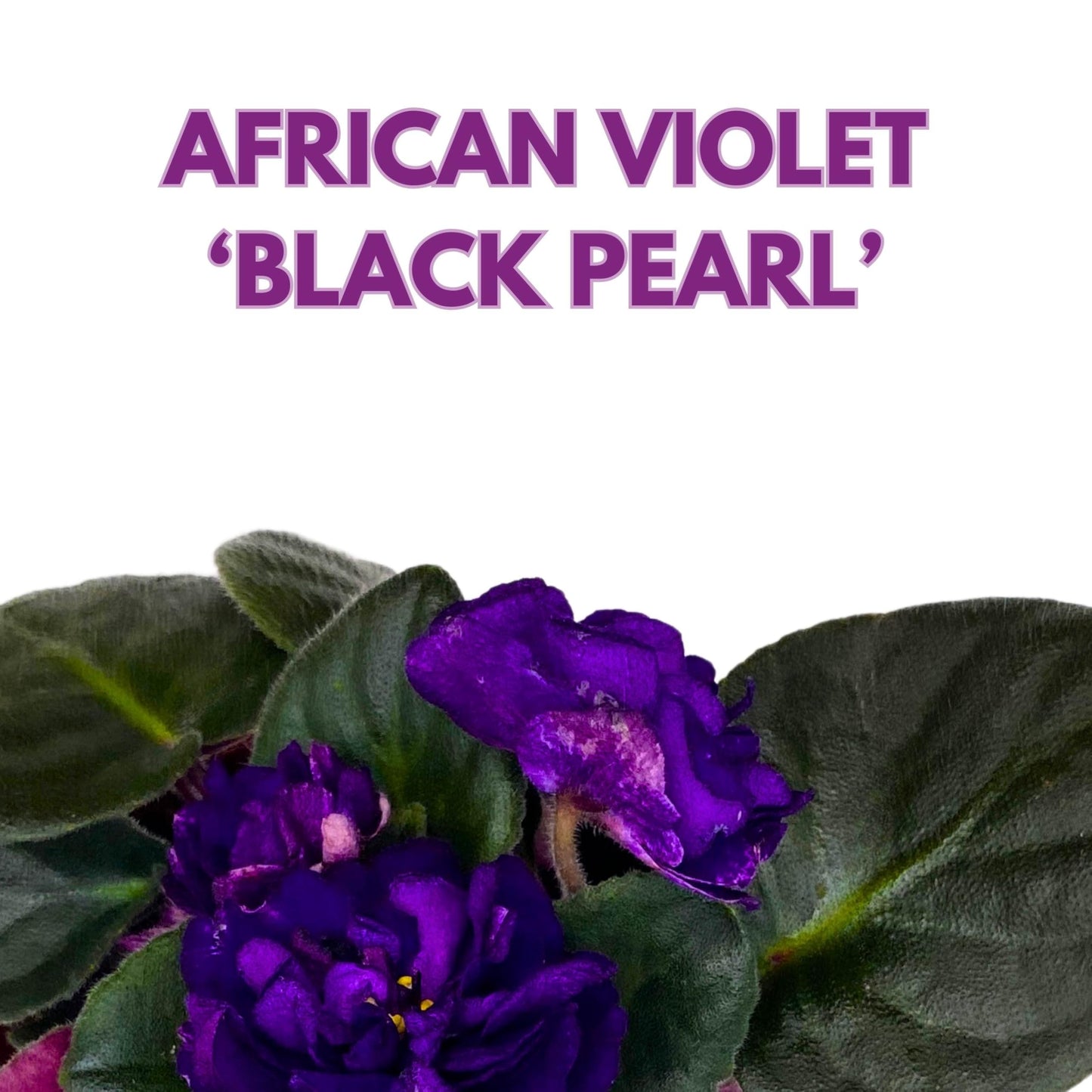 Harmony Foliage Black Pearl Strike African Violet Saintpaulia 4 inch