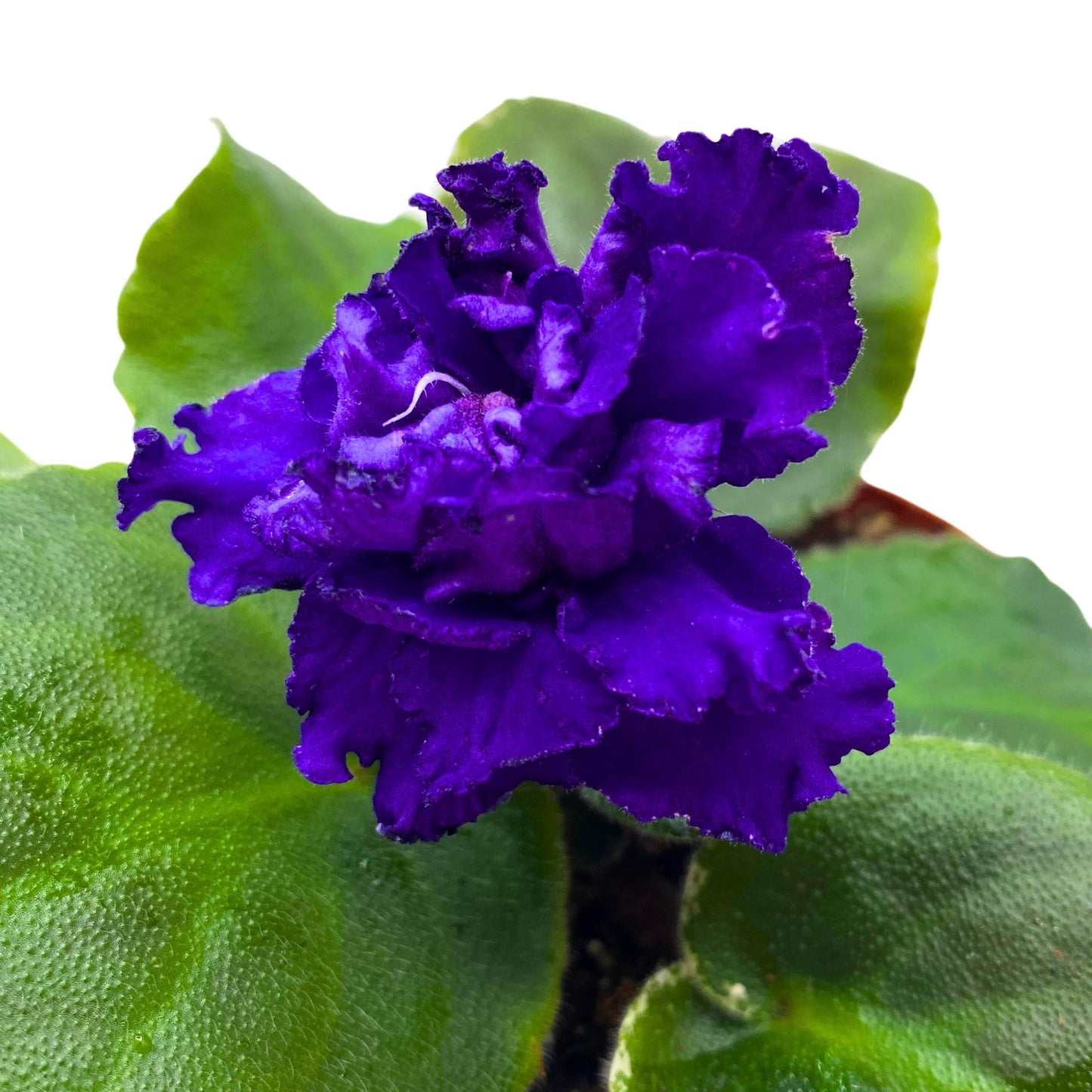 Harmony Foliage VaT Dark Mistress African Violet Saintpaulia 4 inch