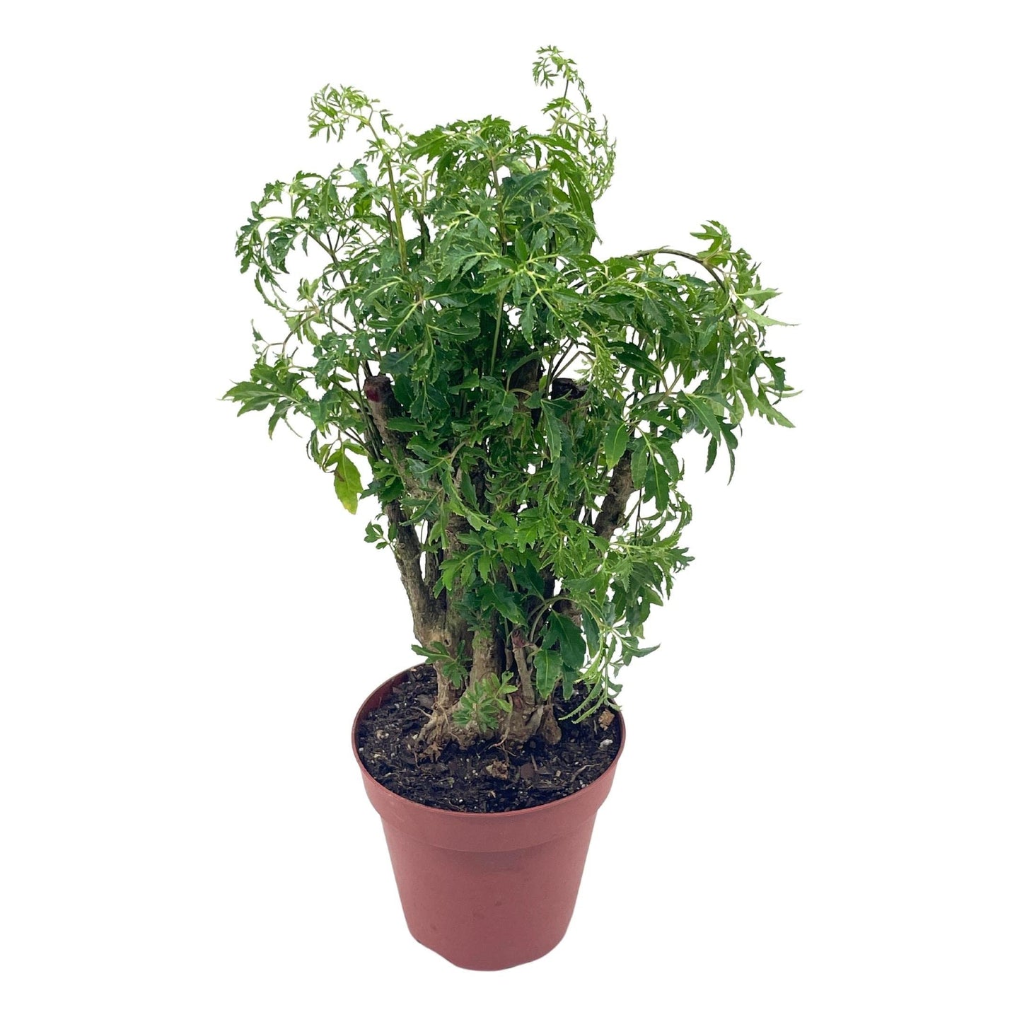 Aralia Ming Stump Plant, Polyscias fruticosa, 4 inch Pot, Live Evergreen Shrub Tree-Like Bonsai