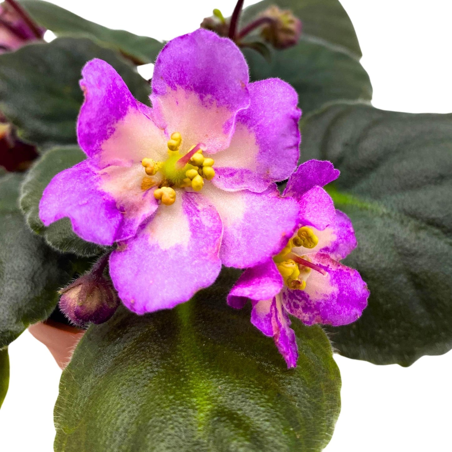 Harmony Foliage Hawaiian Pearl African Violet Saintpaulia 4 inch