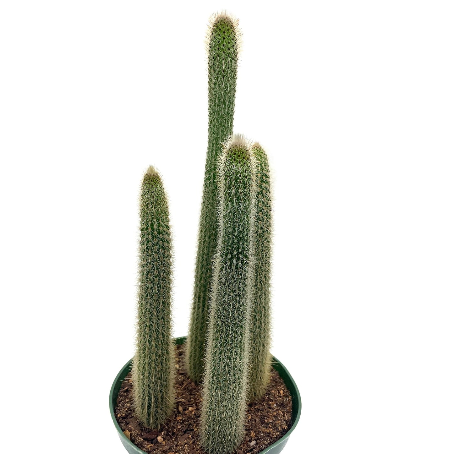 Old Man of The Andes, 6 inch, Huge Cactus, Oreocereus celsianus, Hairy Fuzzy Mountain Cacti