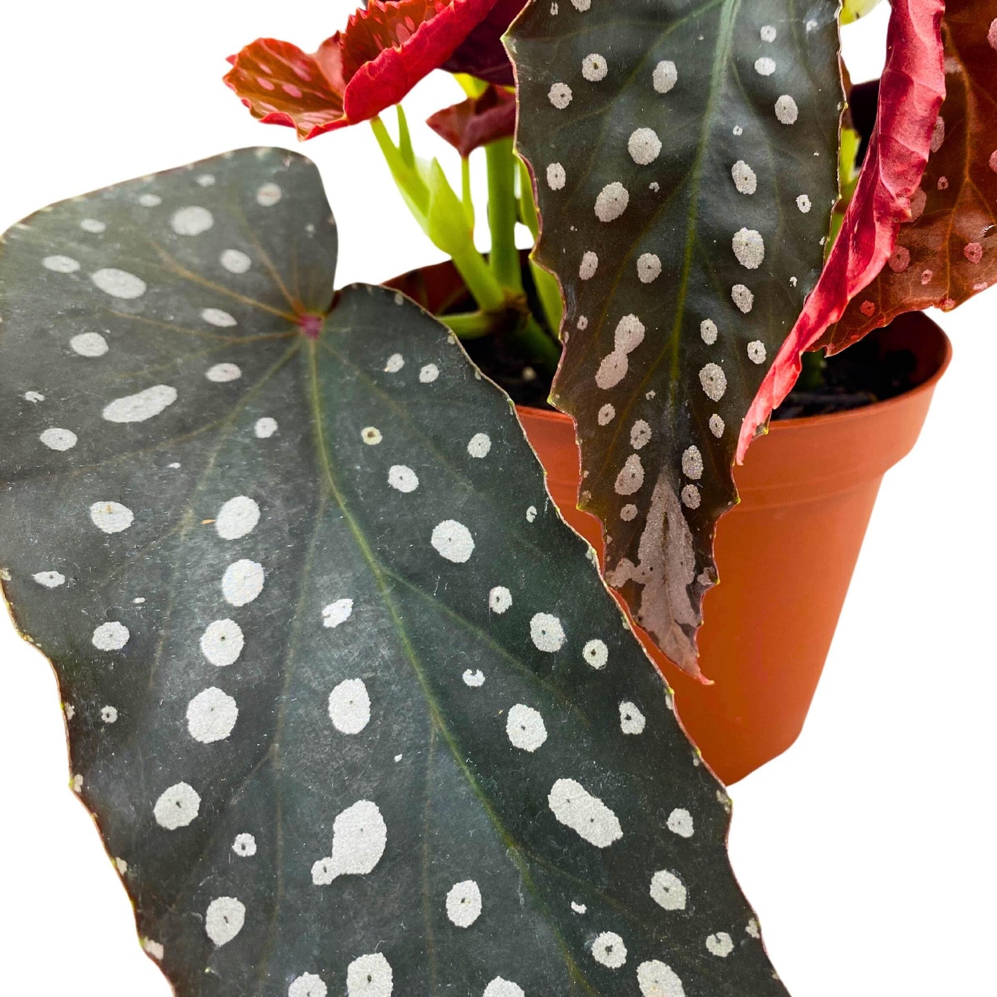 Harmony Foliage Harmony's Silver Point Angel Wing Cane Begonia 4 inch