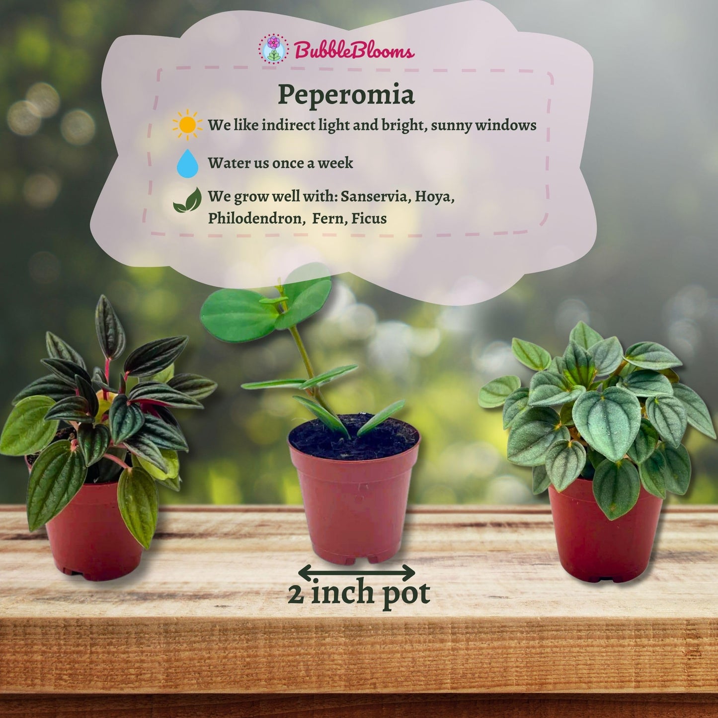 indoor plants peperomia BubbleBlooms Peperomia Assortment, 6 Different peperomias in 2 inch po – Florida House Plants