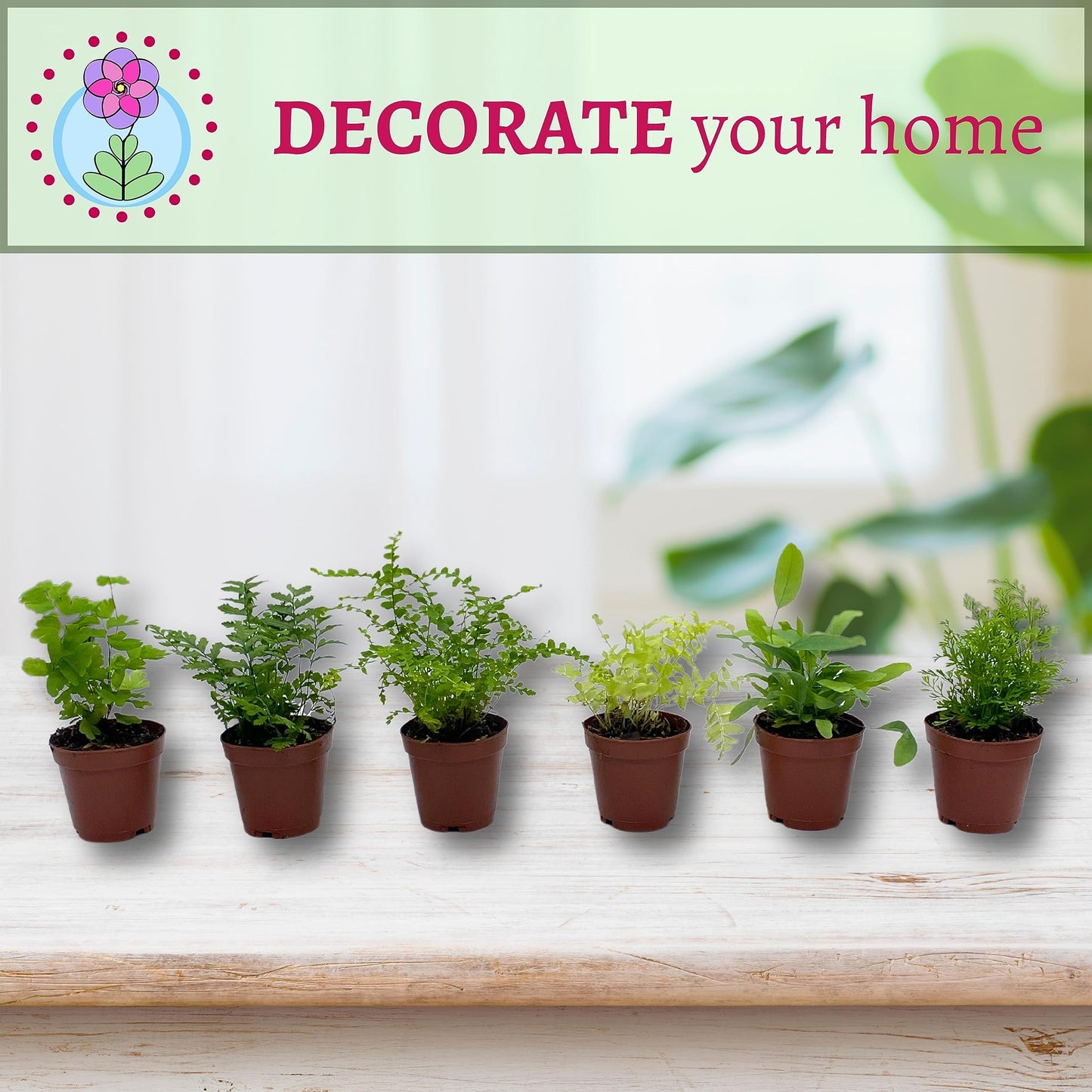 BubbleBlooms Fern Variety Assortment, 6 Different Ferns in 2 inch pots Tiny Mini Pixie Plants