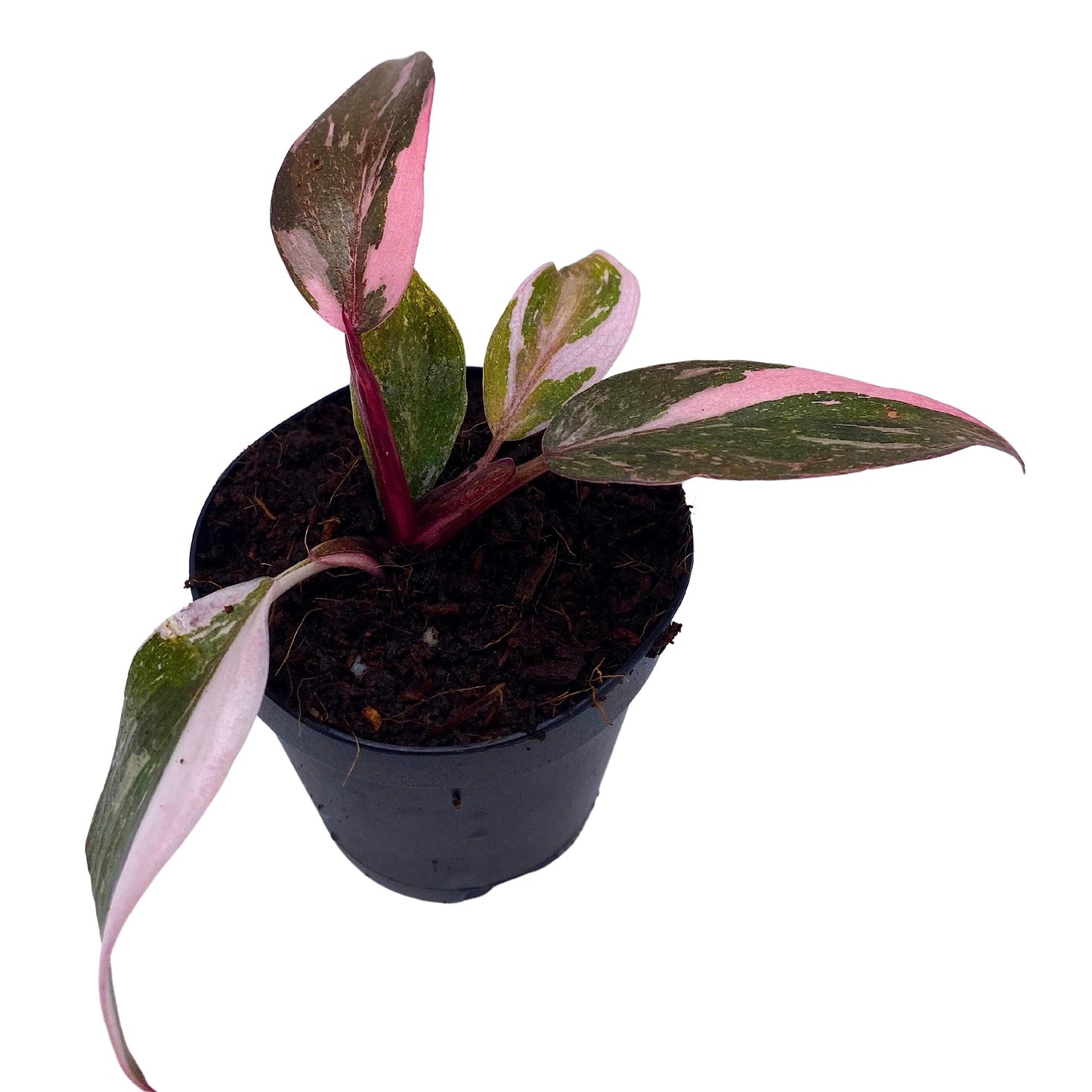 Pink Princess Philodendron, in 2 inch Pot Blushing Philodendron, Philodendron Erubesens Hybrid