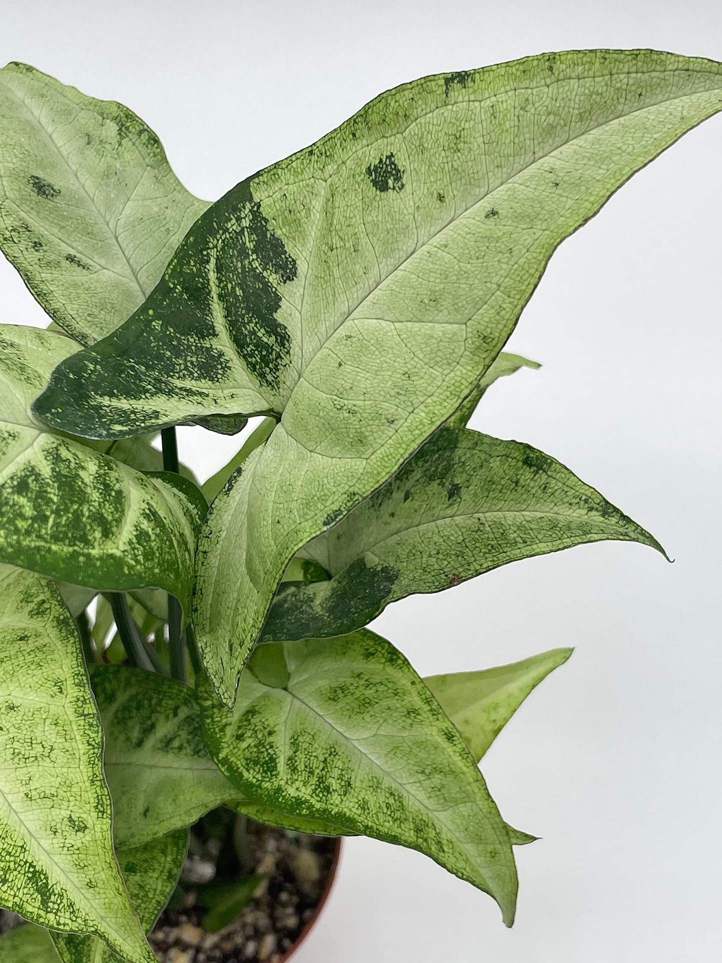 Syngonium Podophyllum Green and White, 4 inch, Arrowhead Vine, Very Filled House Plant