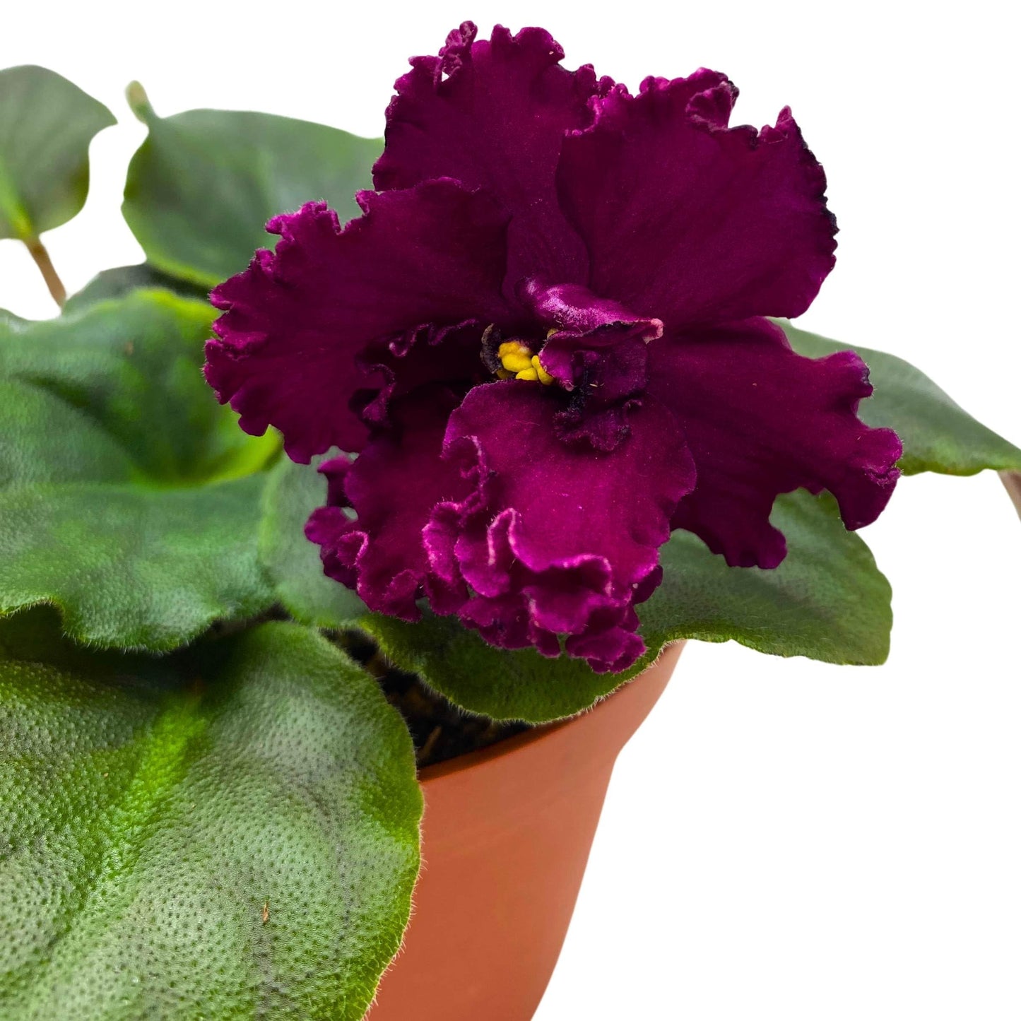 Harmony Foliage VaT Dark Wine African Violet Saintpaulia 4 inch