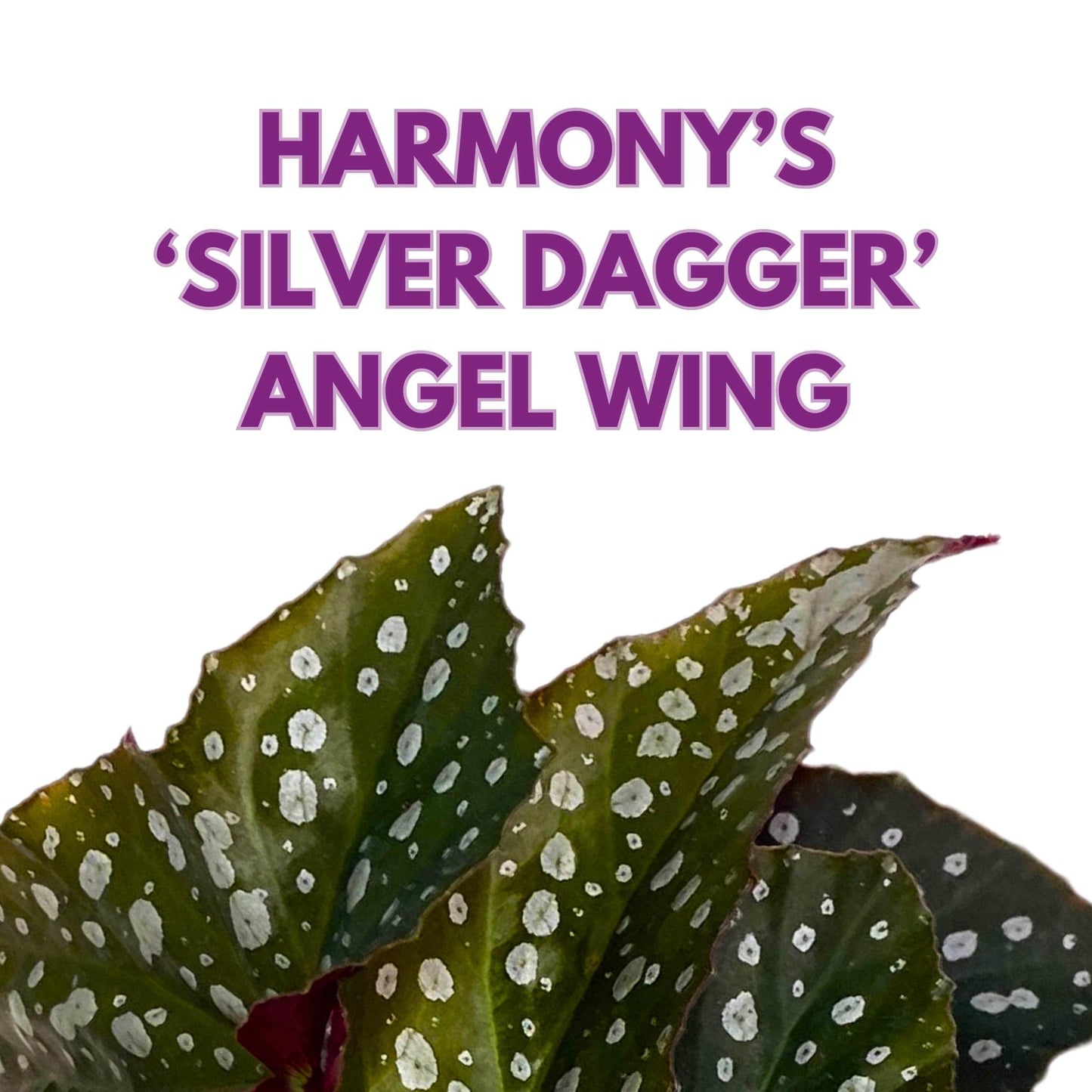 Harmony Foliage Harmony's Silver Dagger Angel Wing Cane Begonia 4 inch