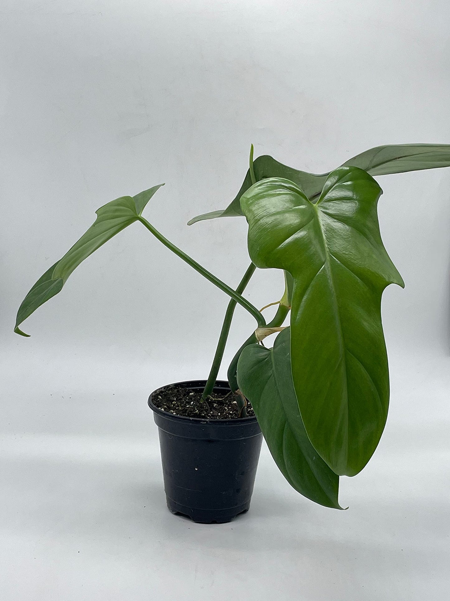 Horse Head Philo, Philodendron Bipennifolium, 4 inch Pot