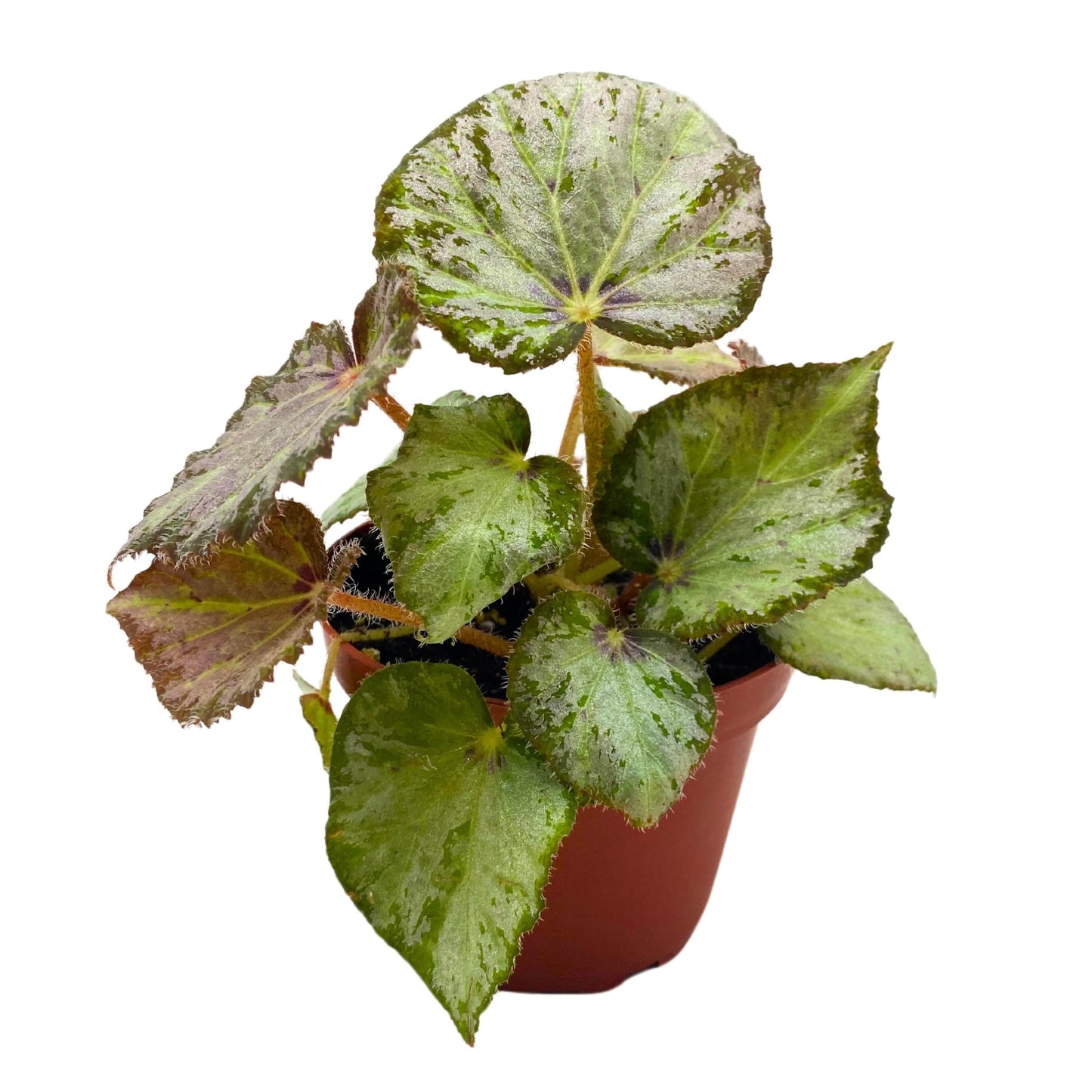 Harmony Foliage Begonia Nola 4 inch