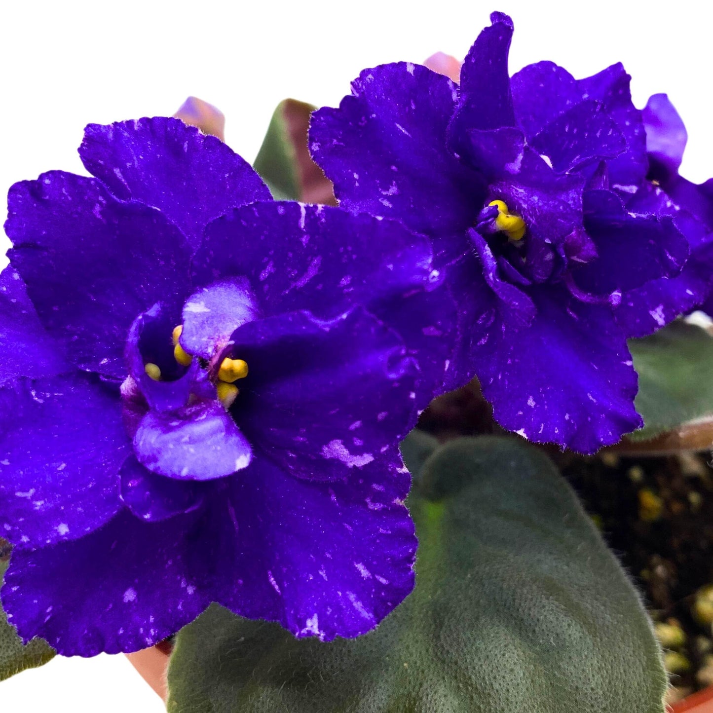 Harmony Foliage Sora Fuzzy Face African Violet Saintpaulia 4 inch