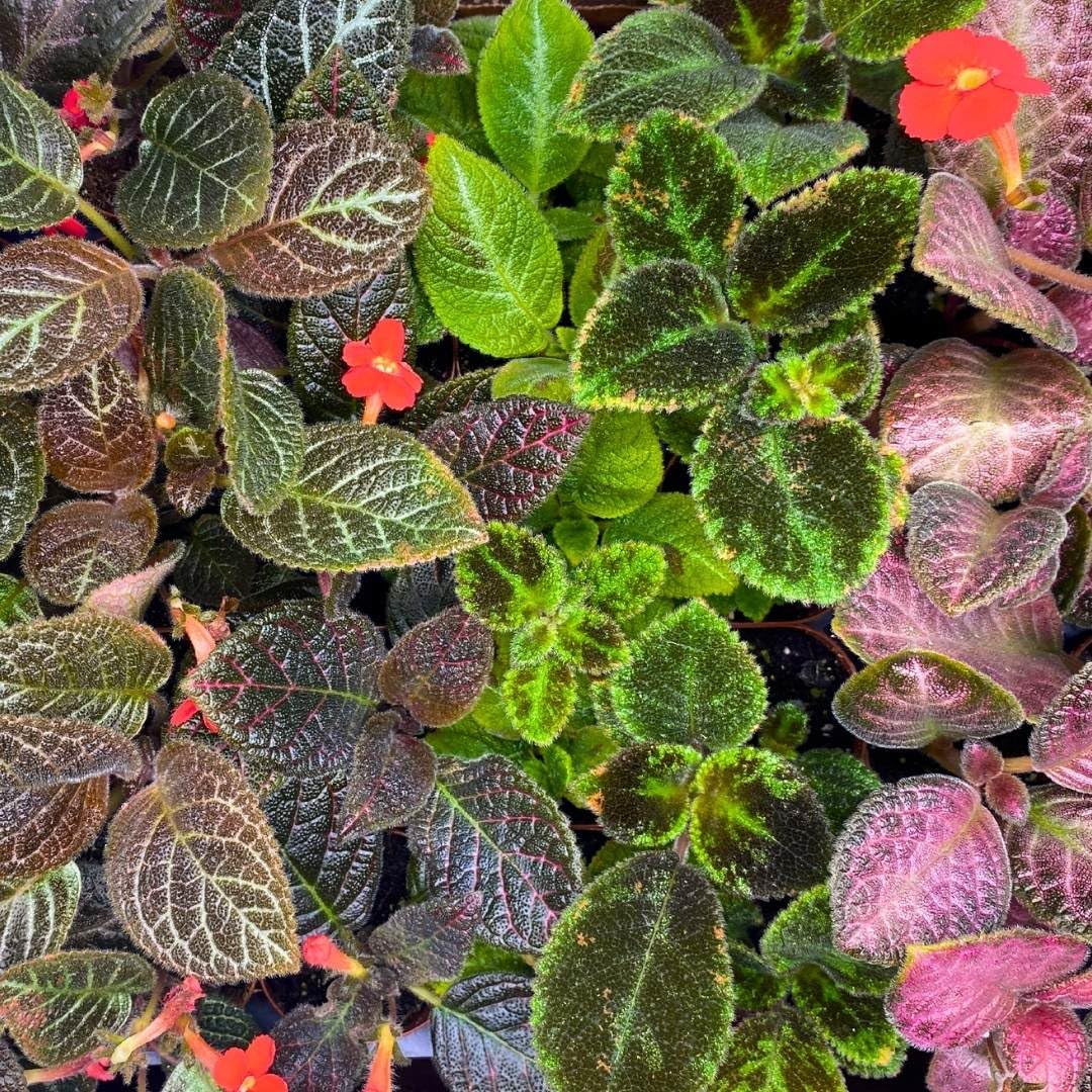 BubbleBlooms Harmony's Episcia Box Half Case 45-Pack 2-inch Flame Violets Bulk Wholesale Variety