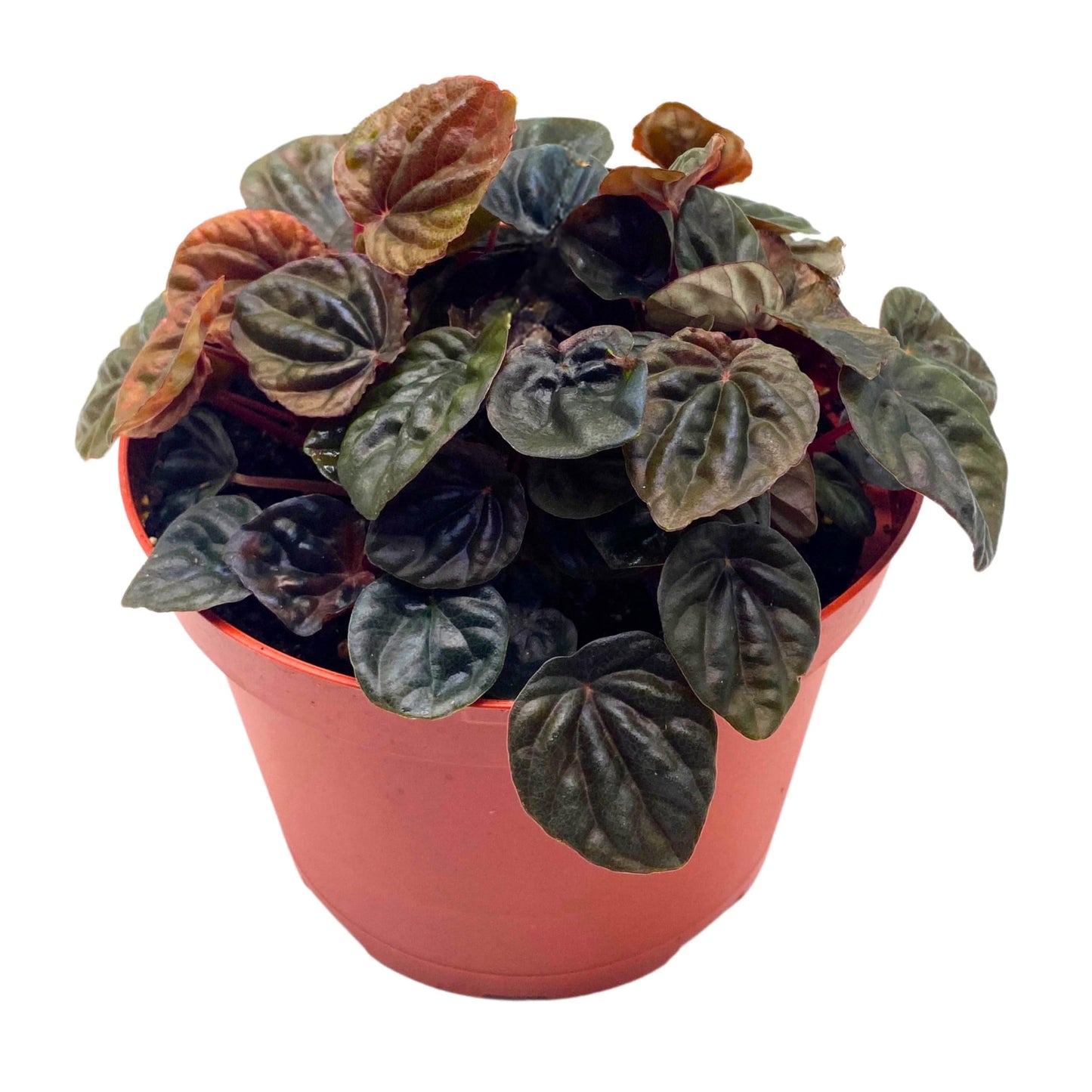 Harmony Foliage Peperomia Chocolate Emerald Ripple Brown with Green Variegation 6 inch