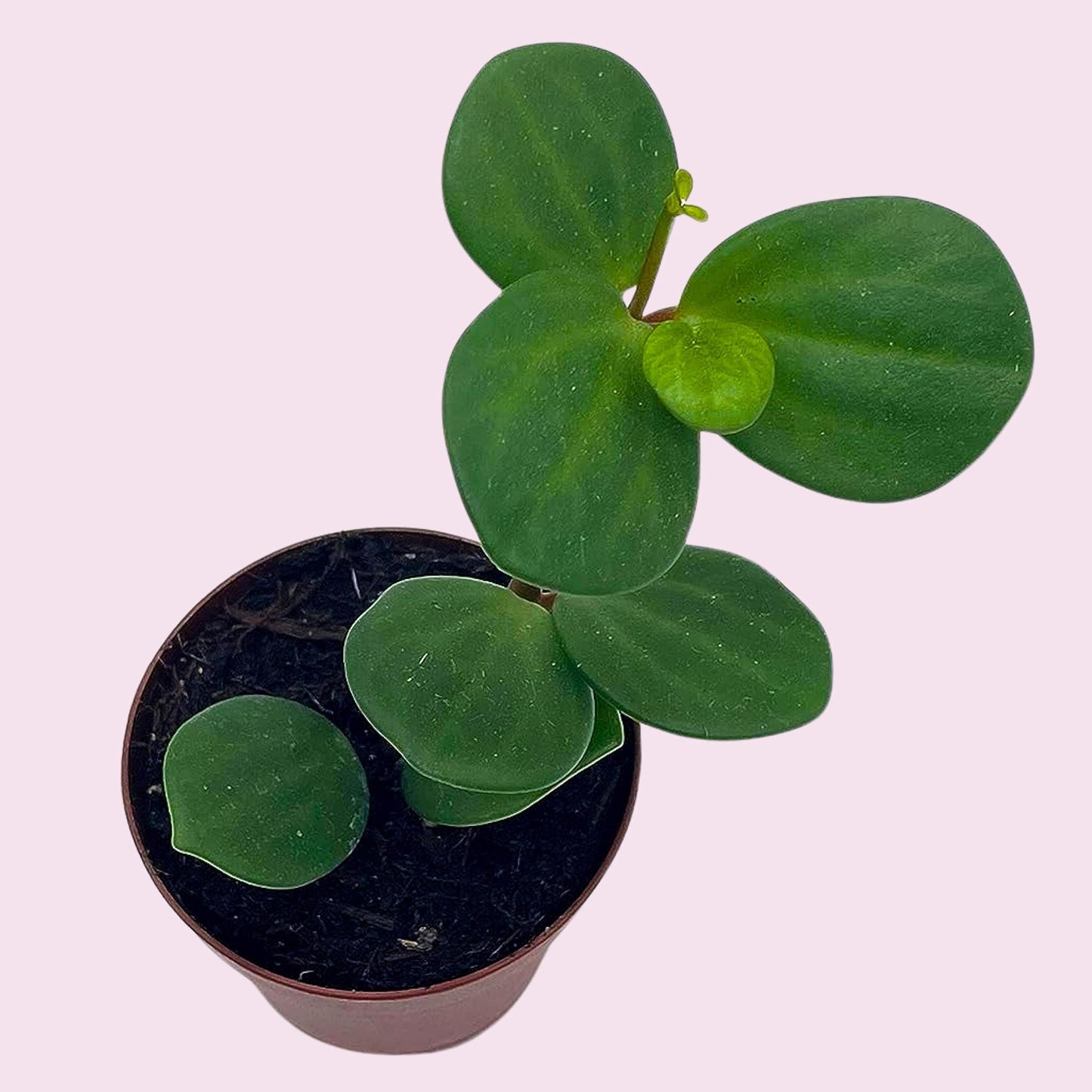 Peperomia Hope, 2 inch, Trailing Jade peperomia rotundifolia Tiny Mini Pixie Plant