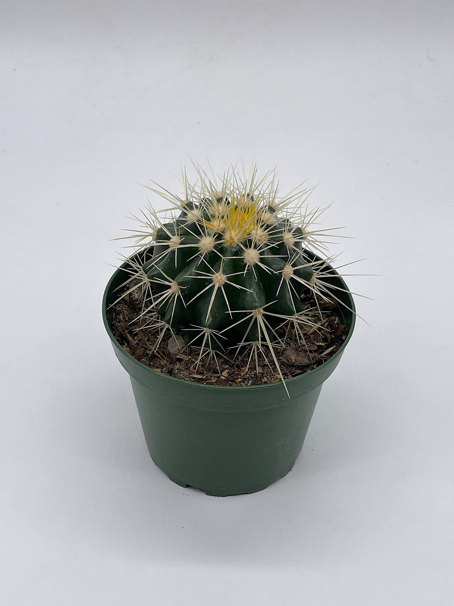 Golden Barrel Cactus, Echinocactus Grusonii, 4 inch